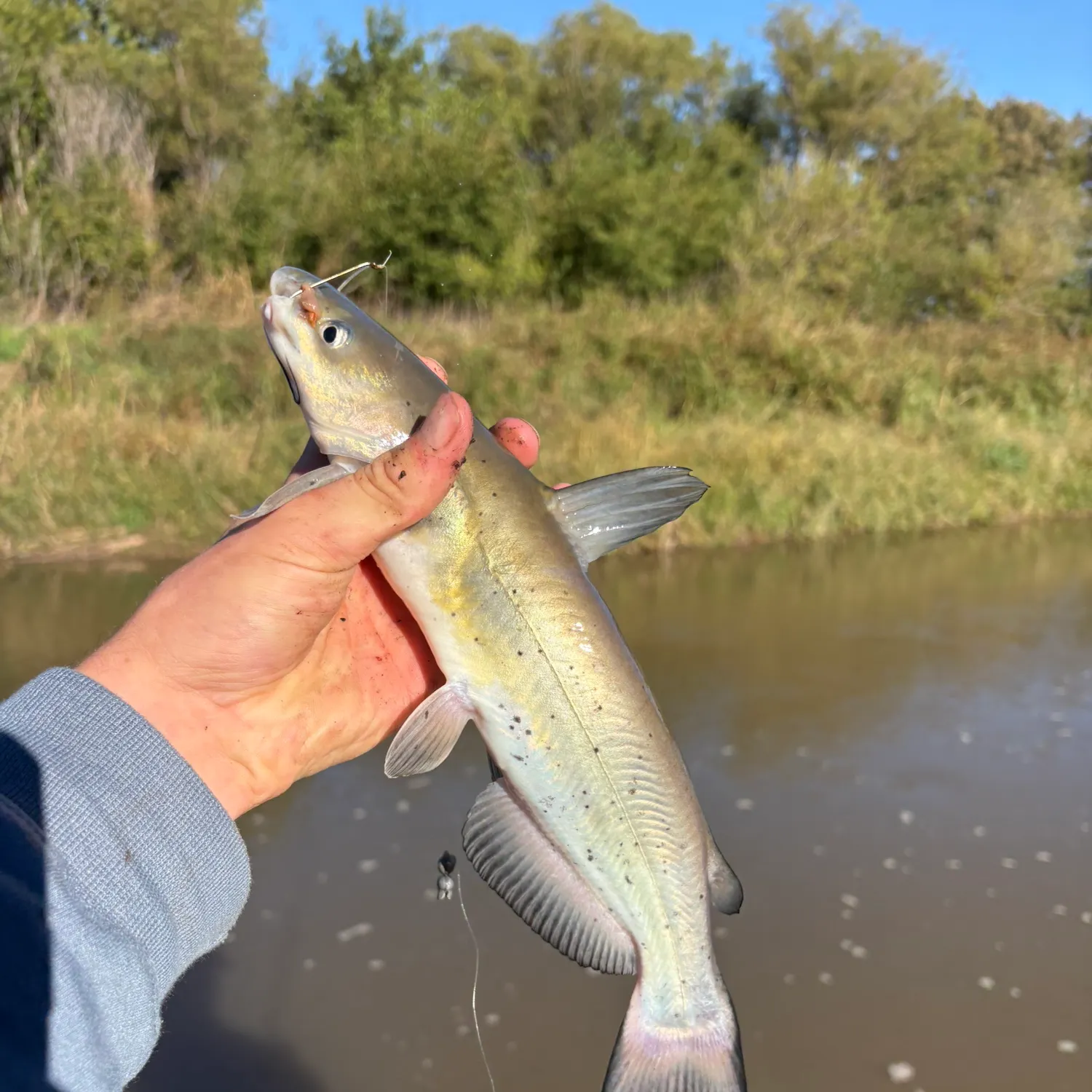 Channel catfish caught on Fishbrain