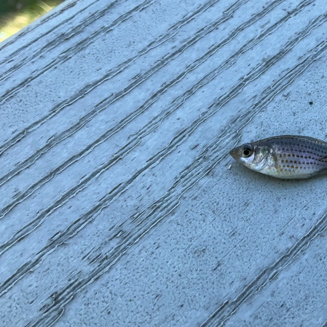 The most recent Sailfin Molly catches on Fishbrain