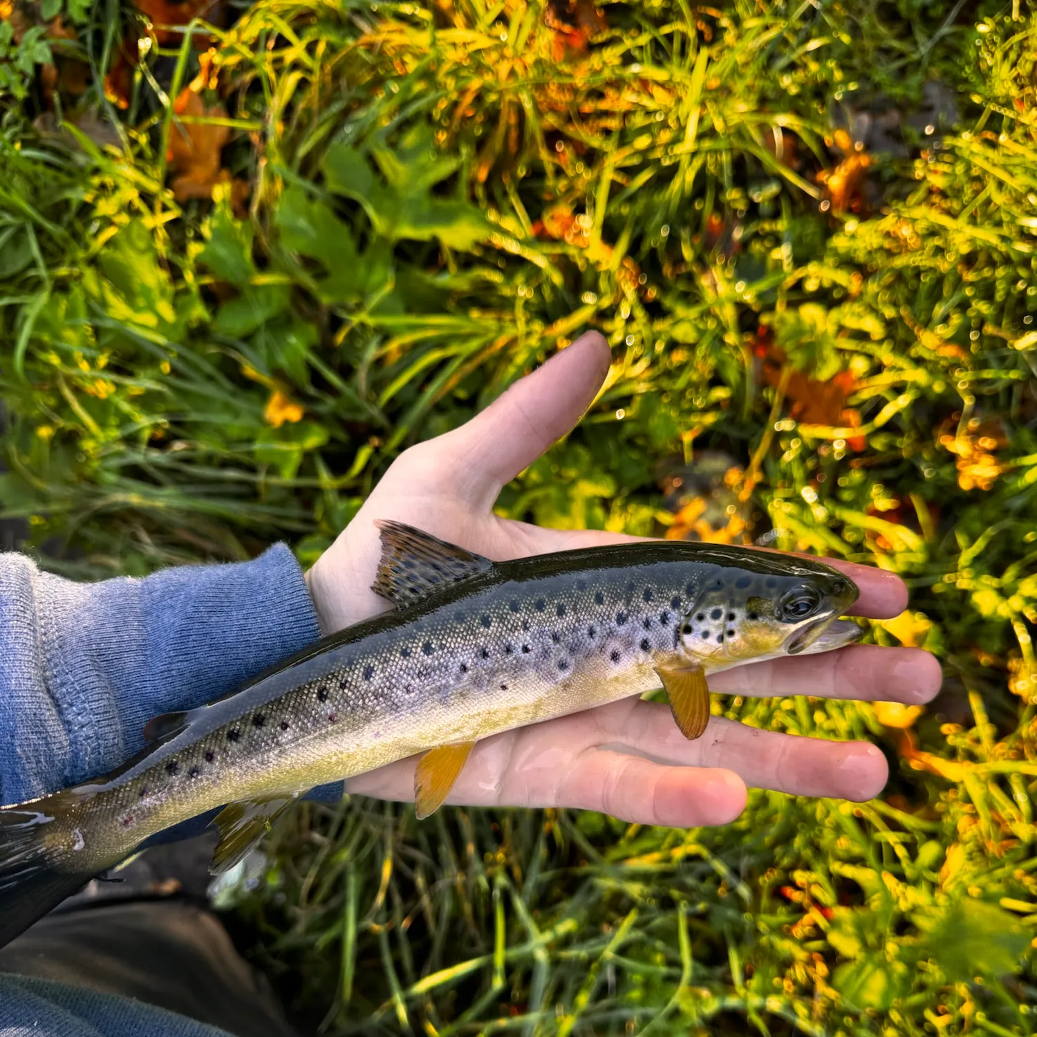 Sea trout caught on Fishbrain