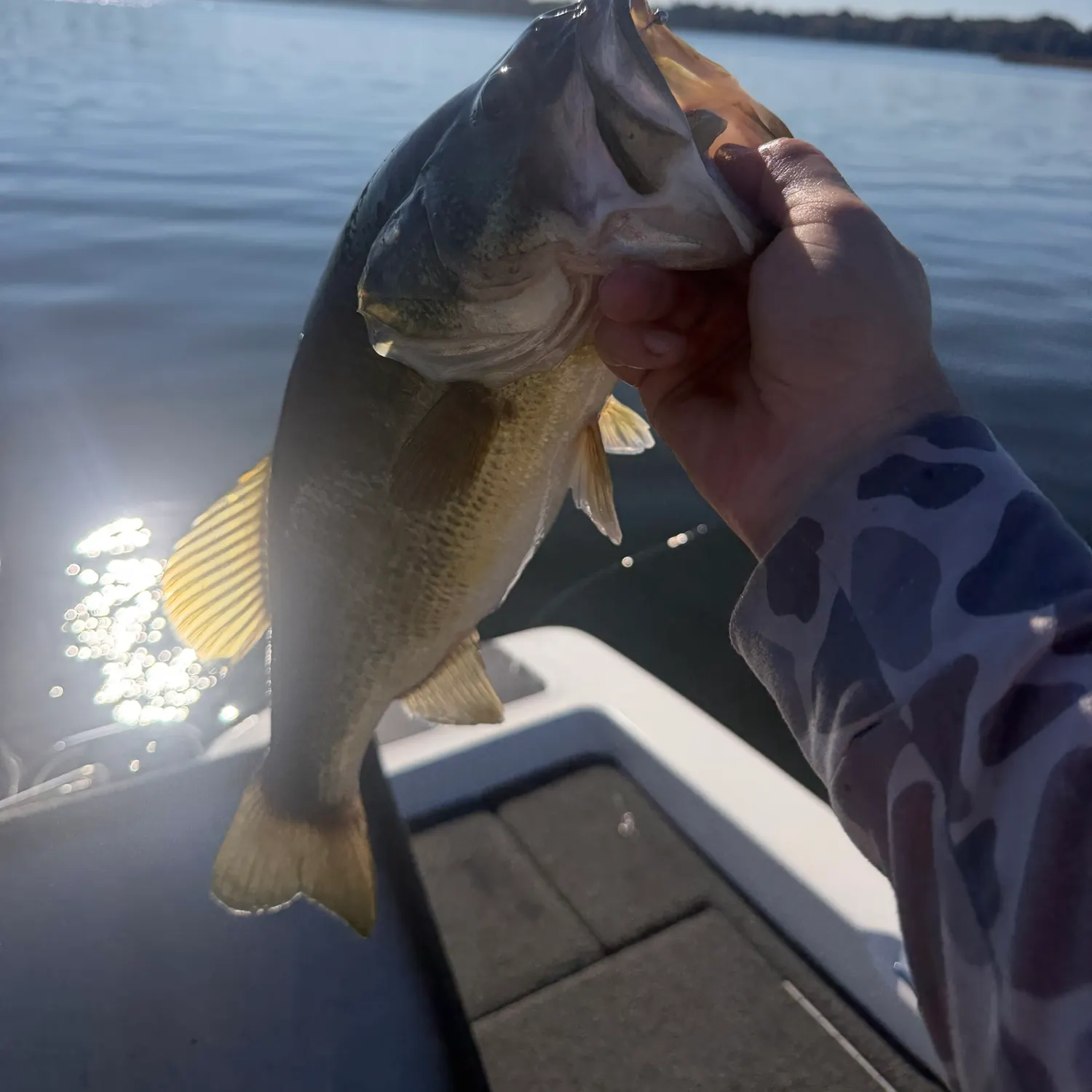 Largemouth bass caught on Fishbrain