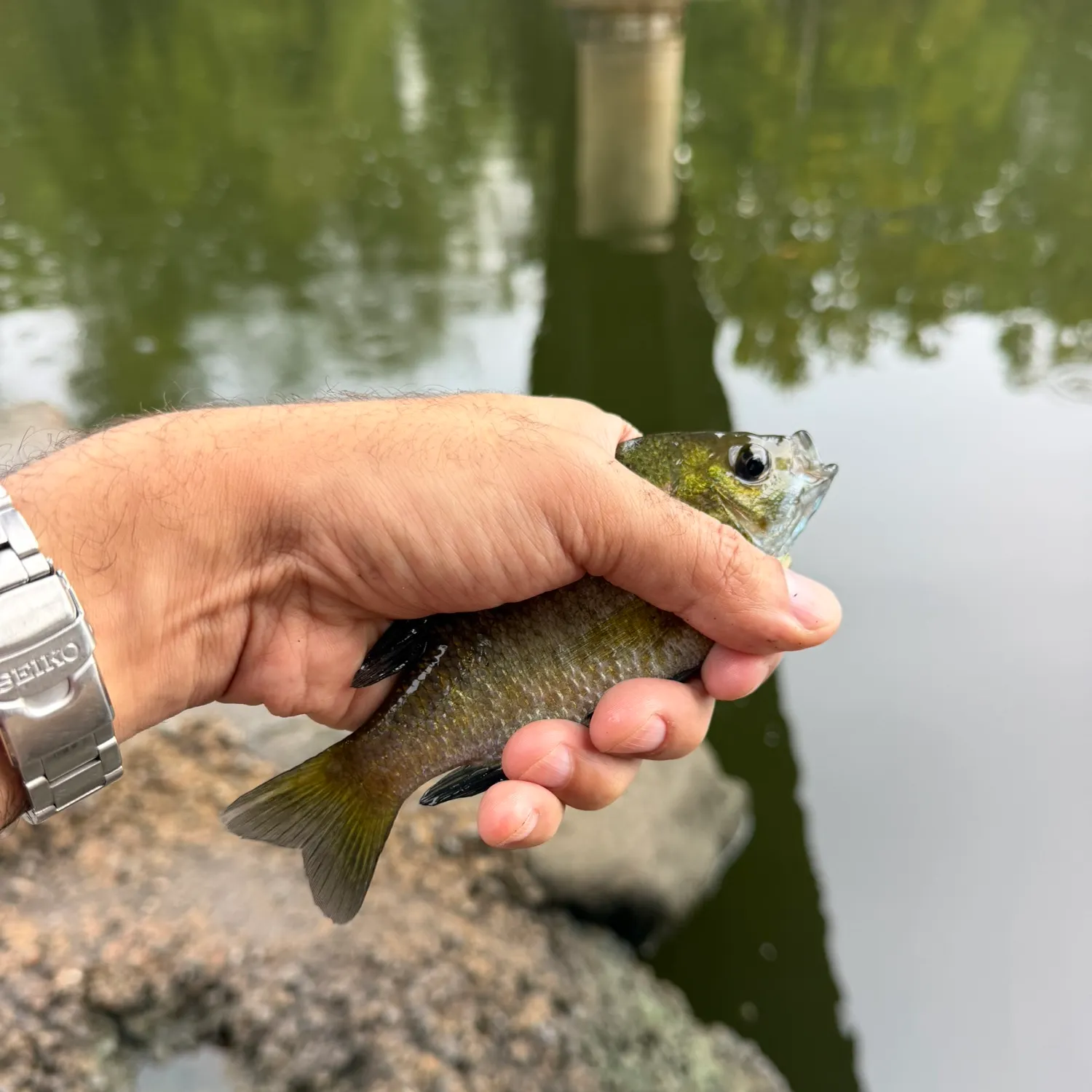 Bluegill caught on Fishbrain