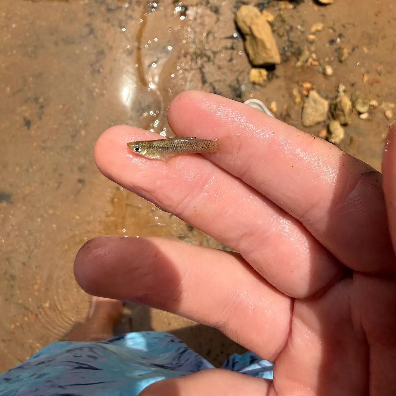 The most recent Eastern silvery minnow catches on Fishbrain