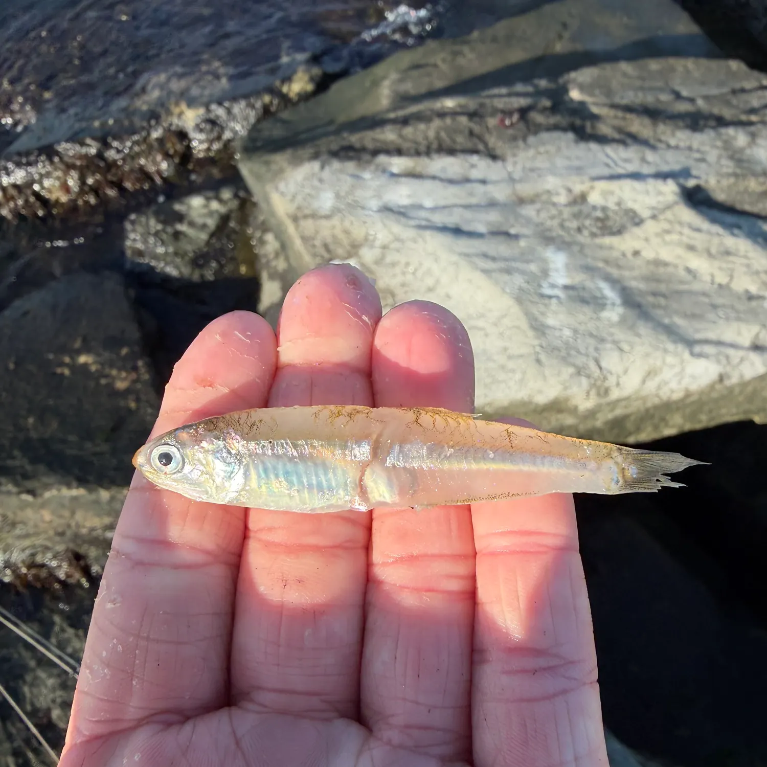 The most recent Bay anchovy catches on Fishbrain