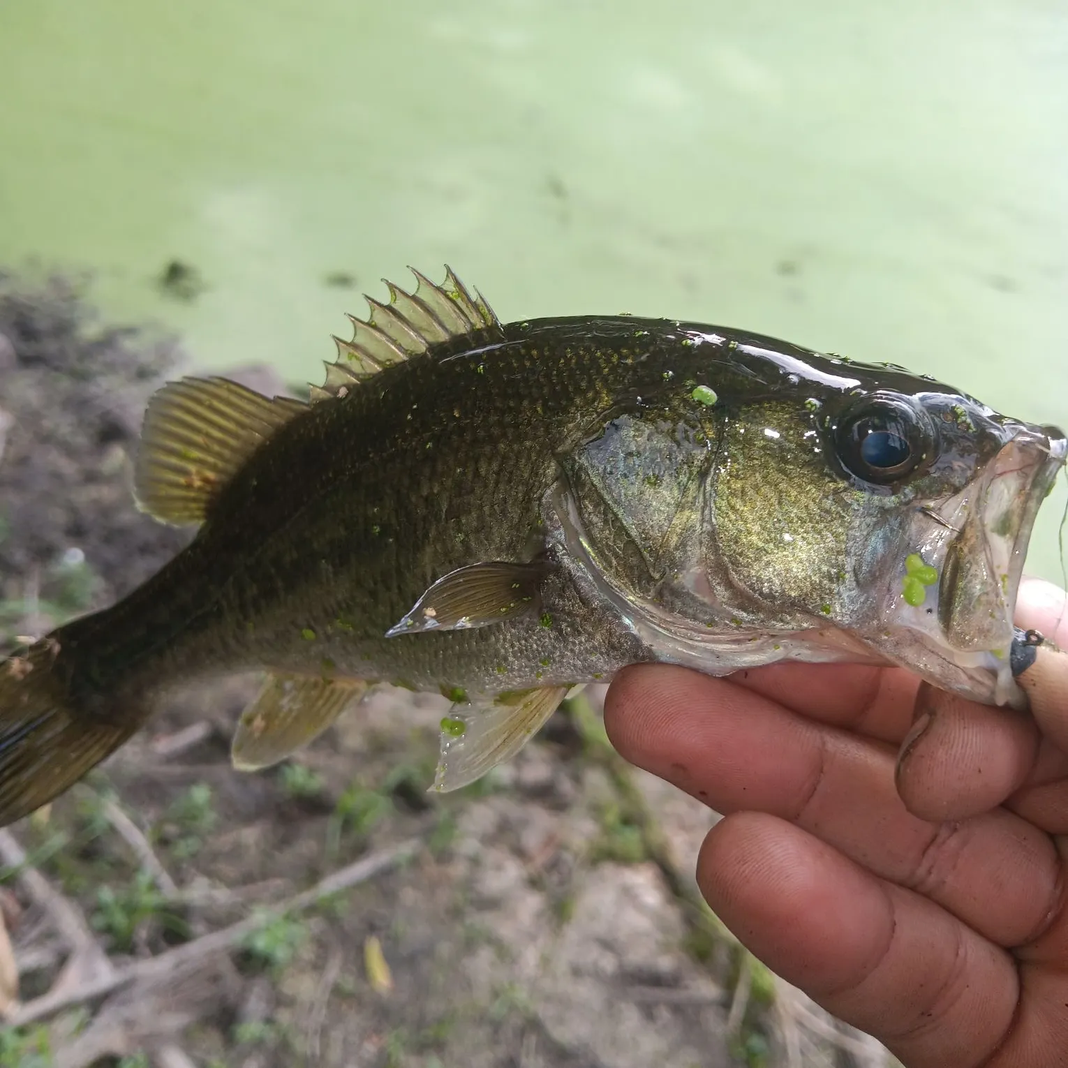Largemouth bass caught on Fishbrain