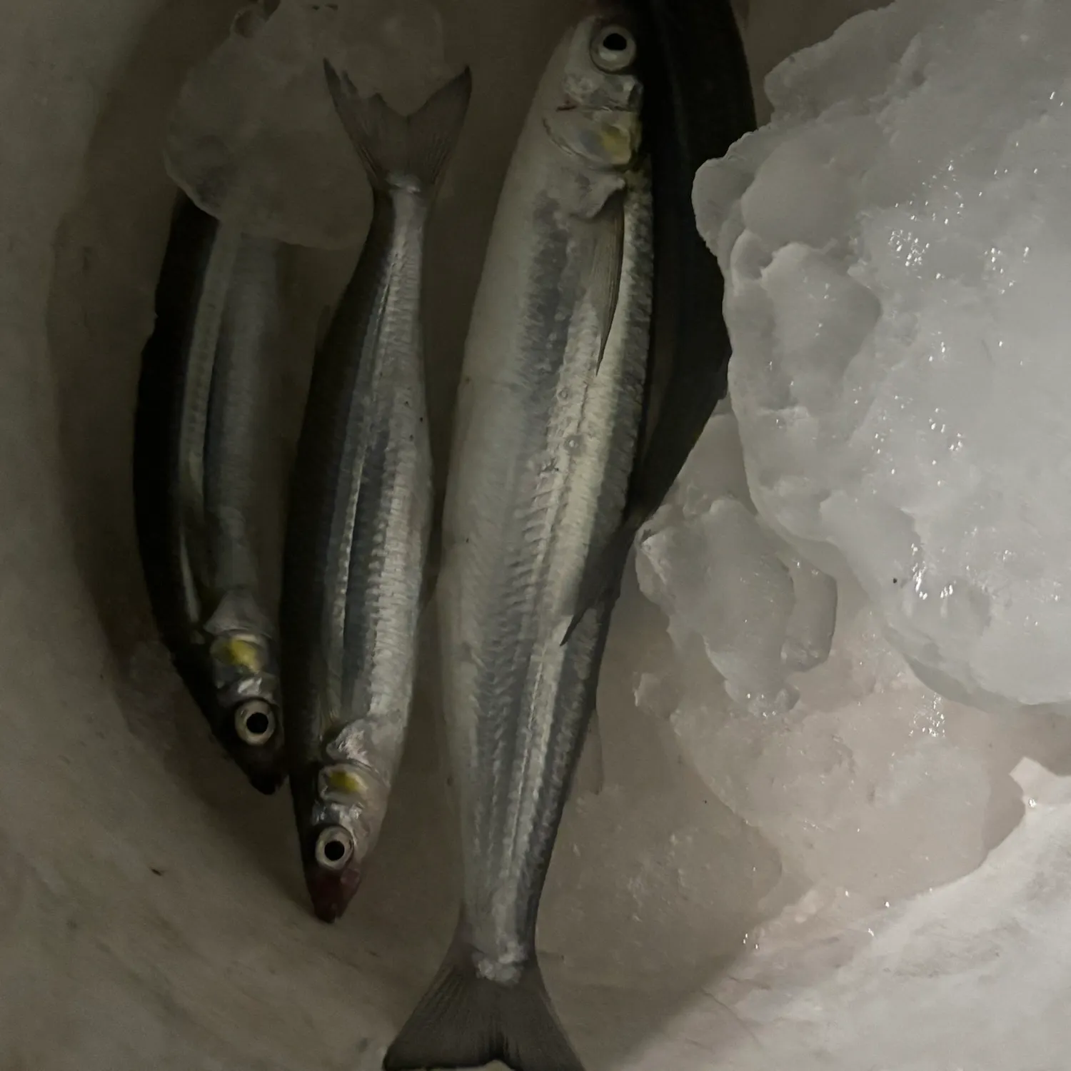 The most recent Jack smelt catches on Fishbrain