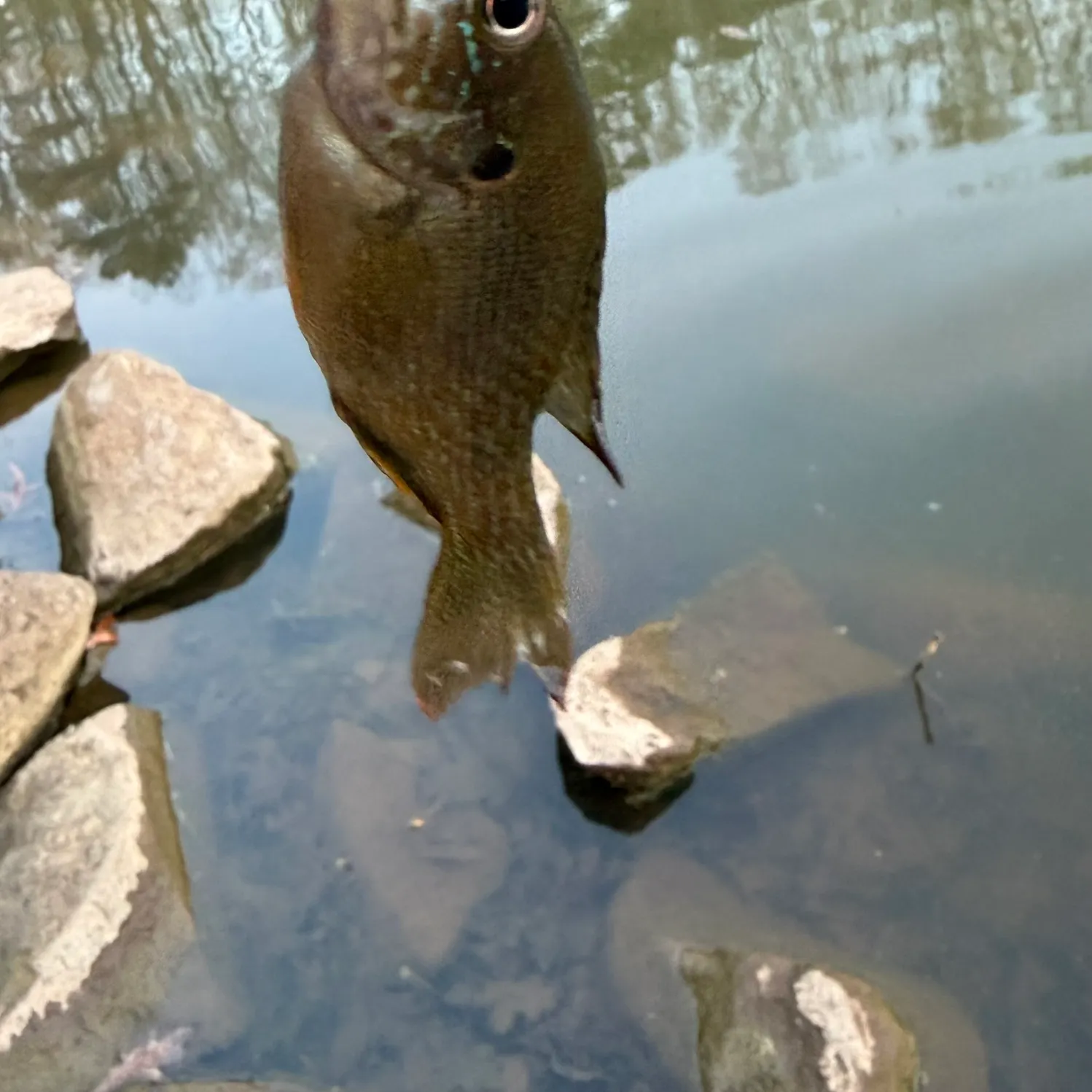 The most recent Green sunfish catches on Fishbrain