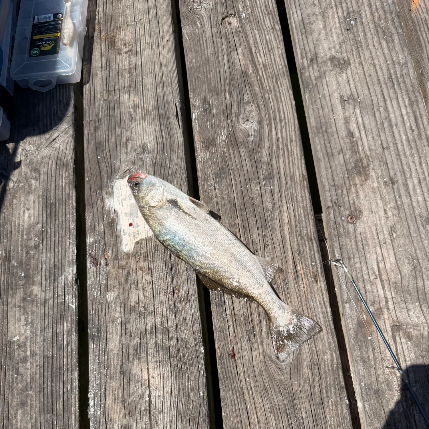 White seabass caught on Fishbrain