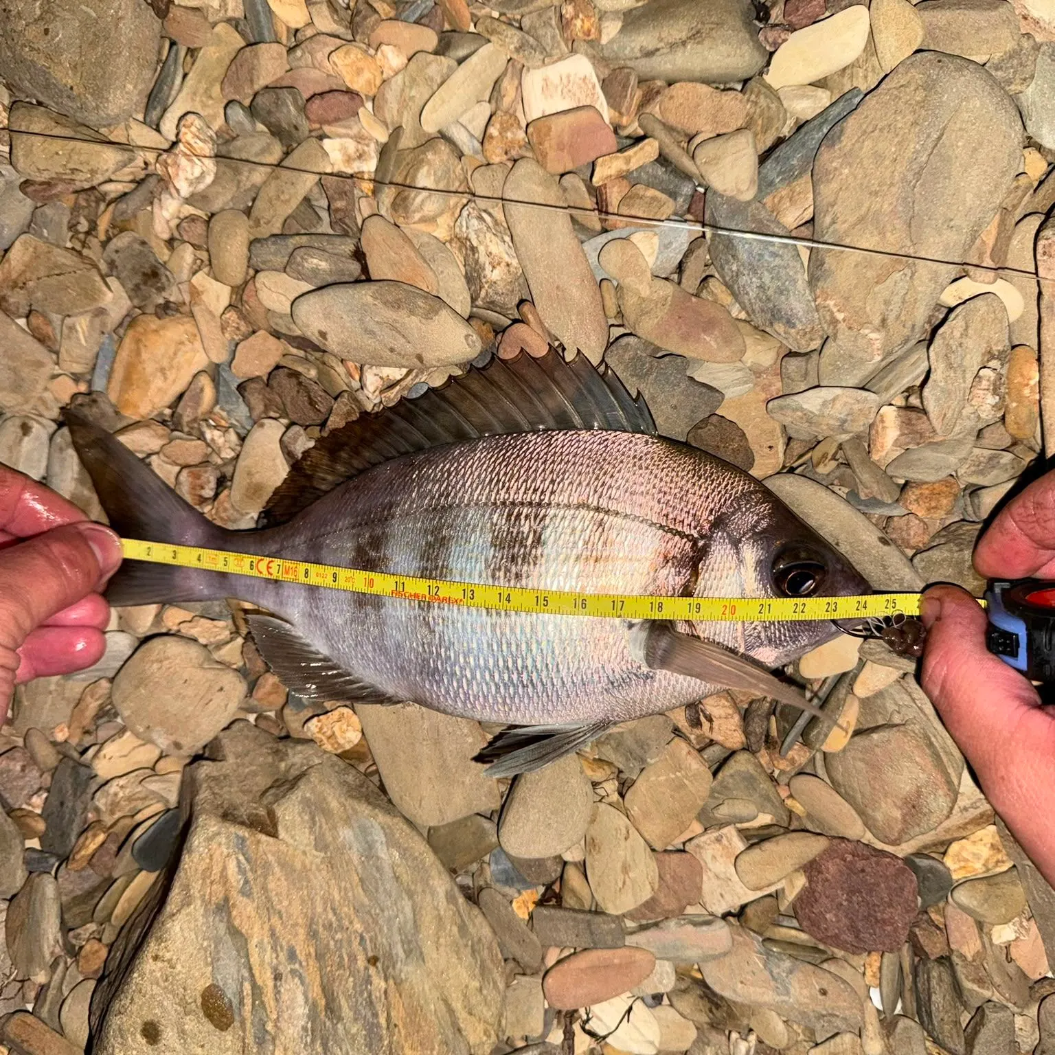 The most recent Striped seabream catches on Fishbrain