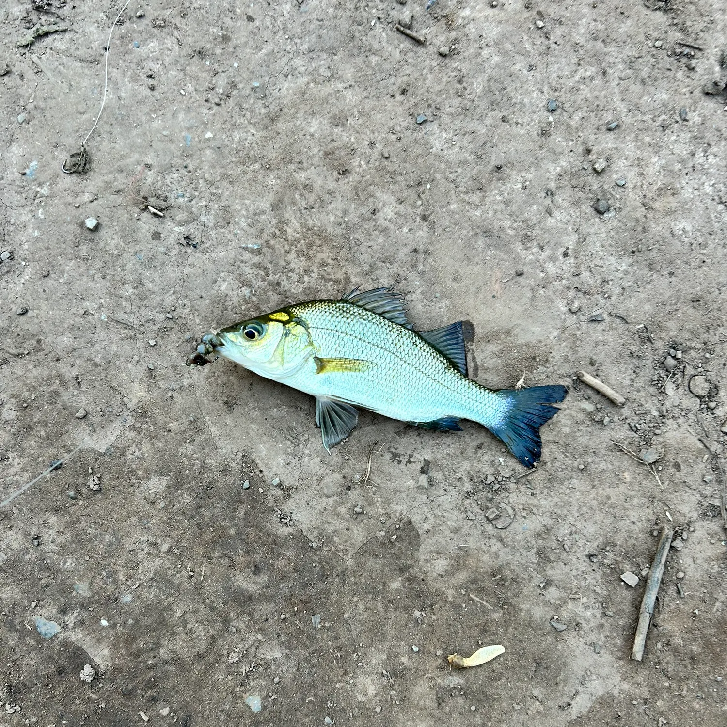 White perch caught on Fishbrain