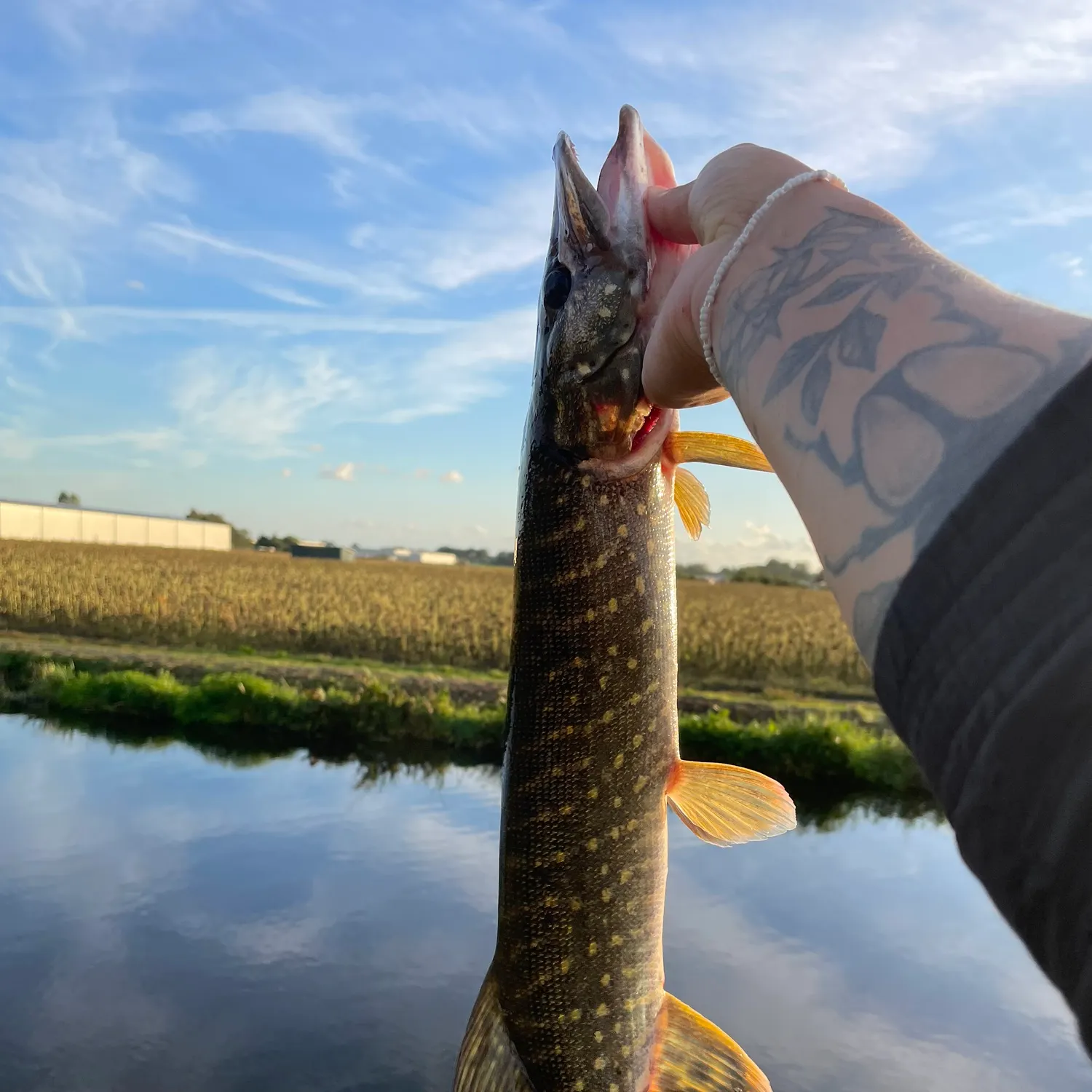 Northern pike caught on Fishbrain