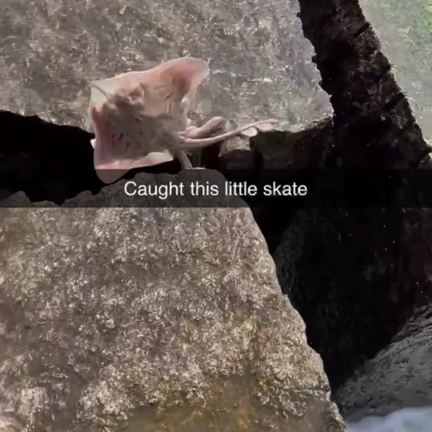 most liked catch image