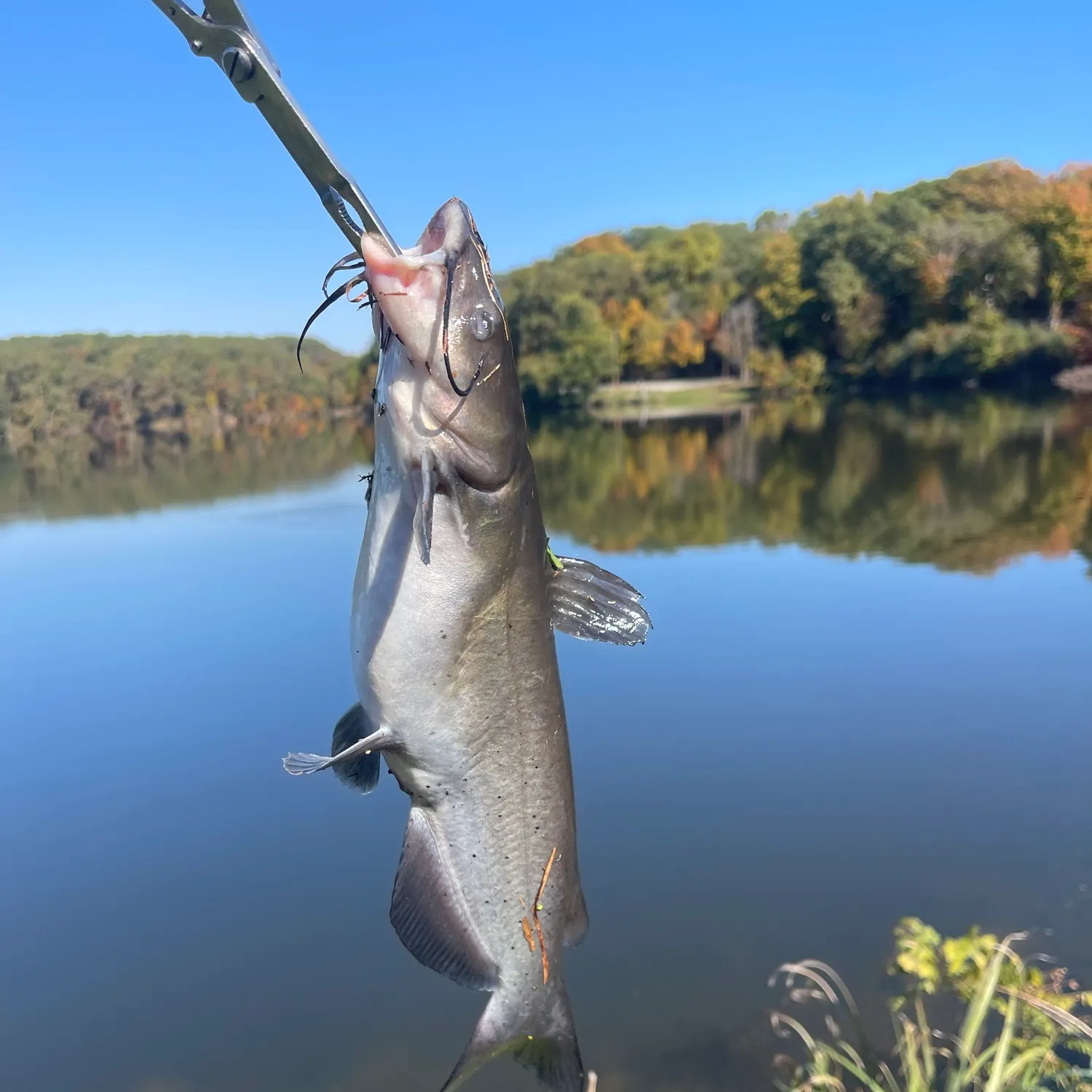 Channel catfish caught on Fishbrain