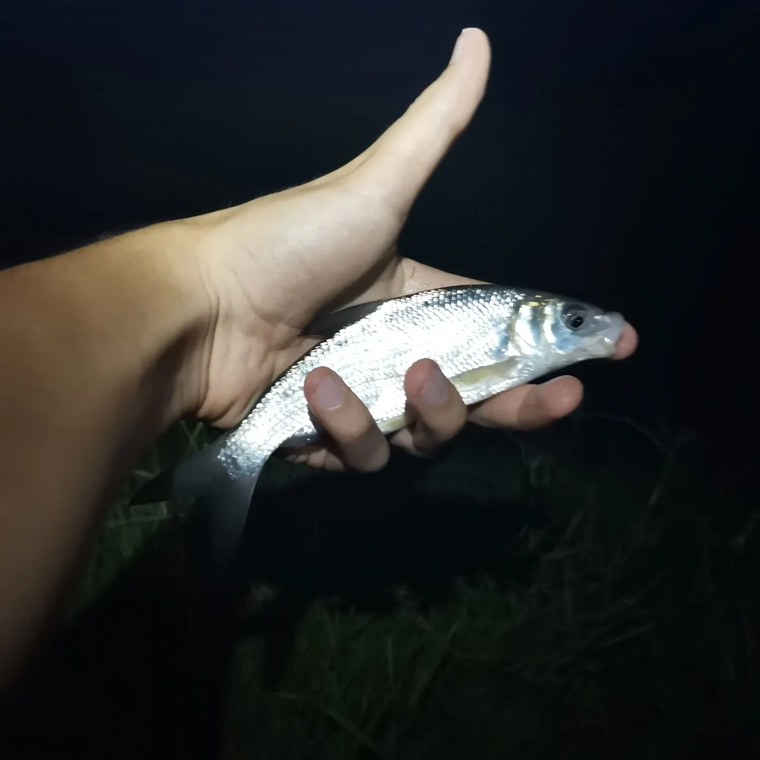 The most recent Vimba bream catches on Fishbrain