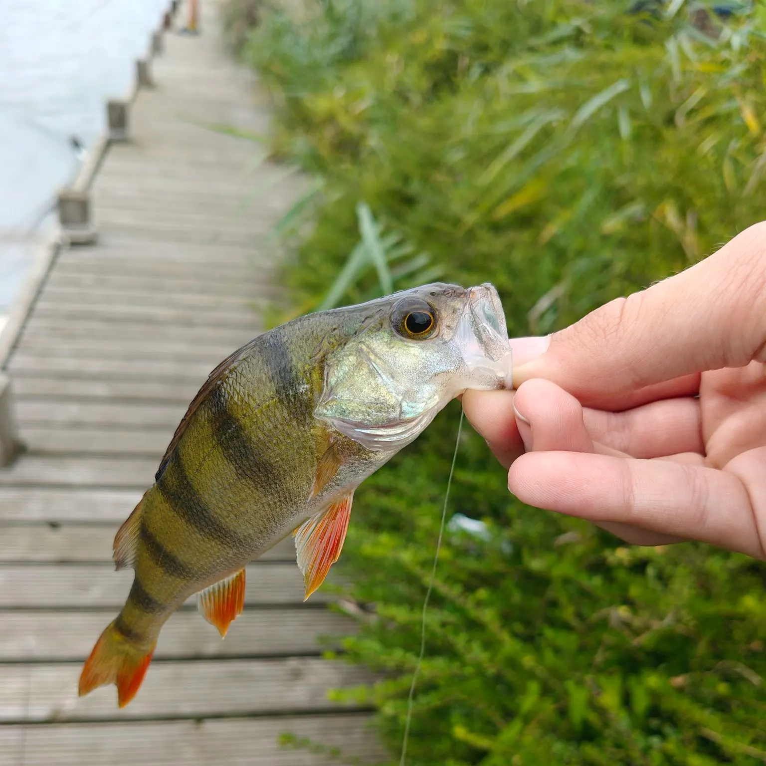 European perch caught on Fishbrain