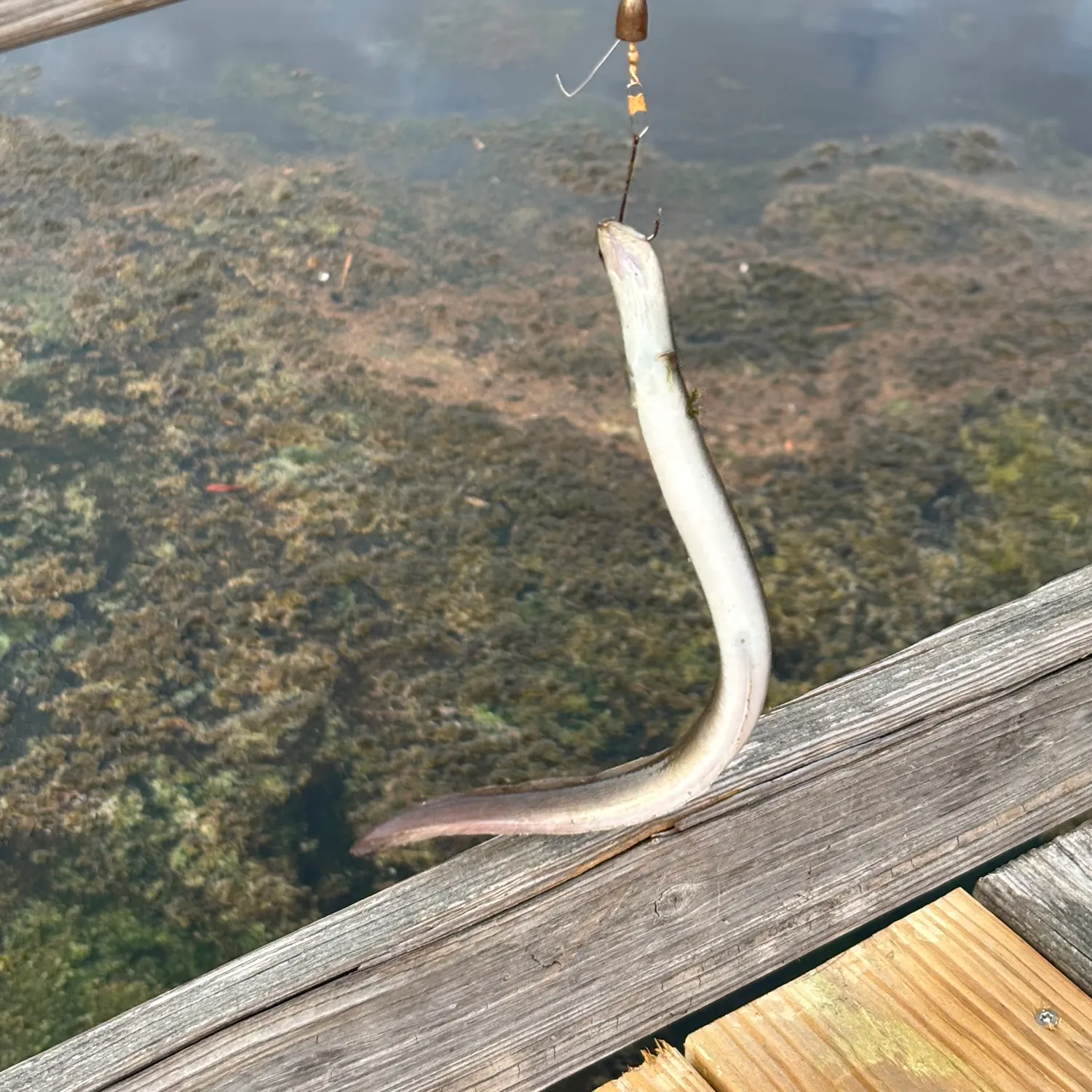 The most recent American eel catches on Fishbrain