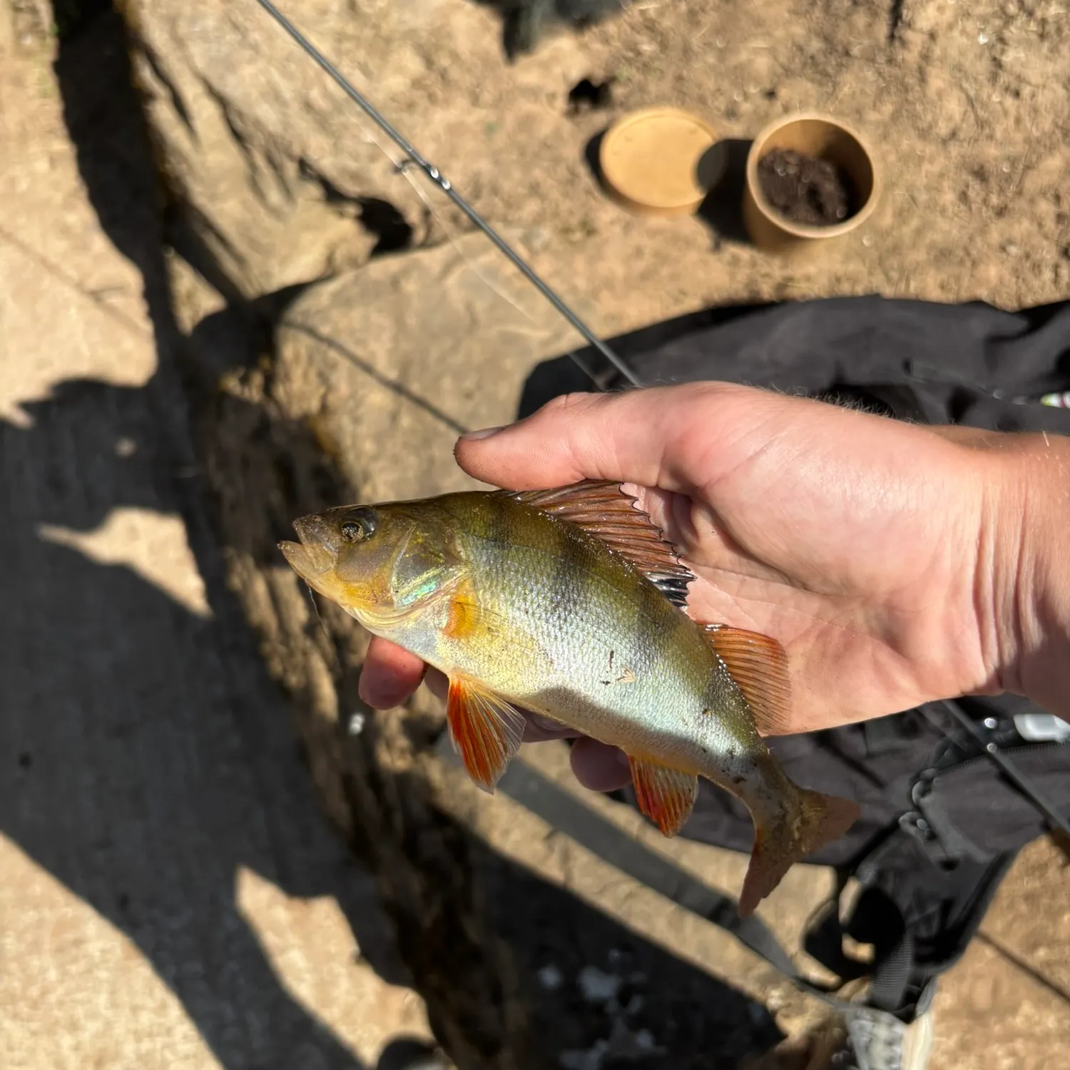 European perch caught on Fishbrain