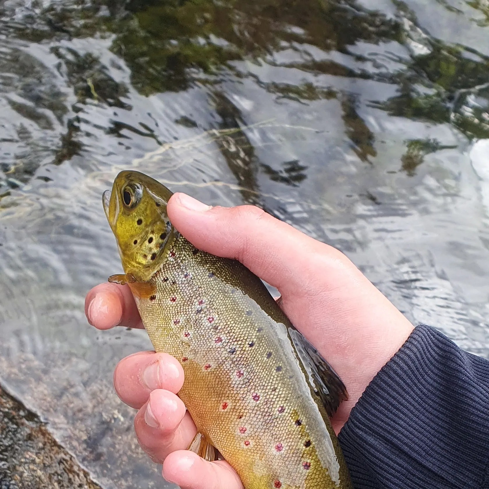 Brown trout caught on Fishbrain
