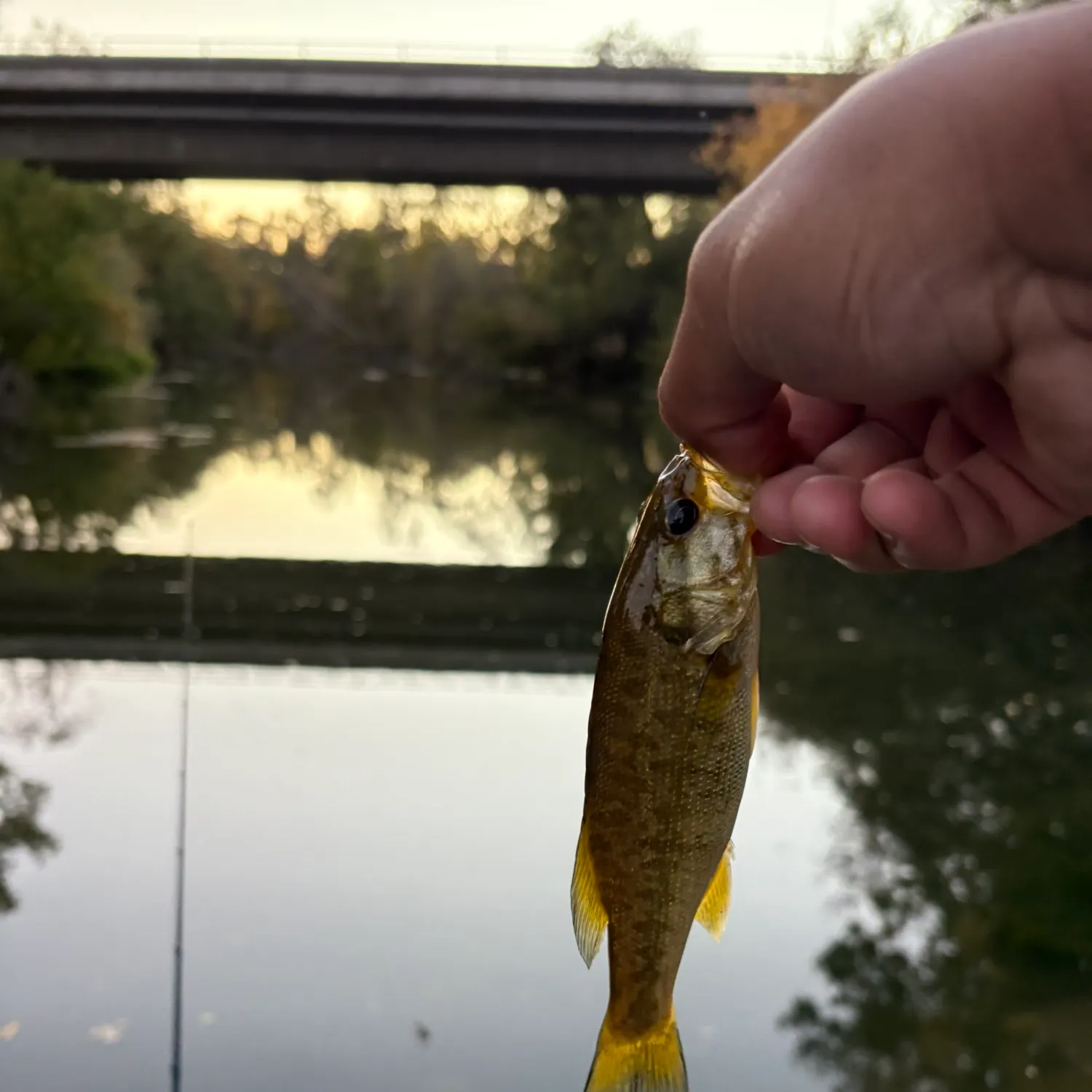 Spotted bass caught on Fishbrain