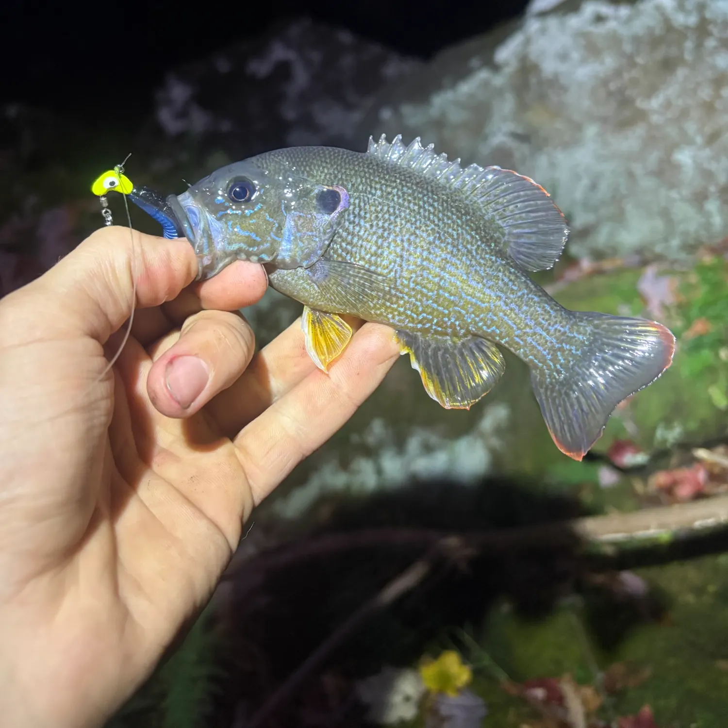 Green sunfish caught on Fishbrain