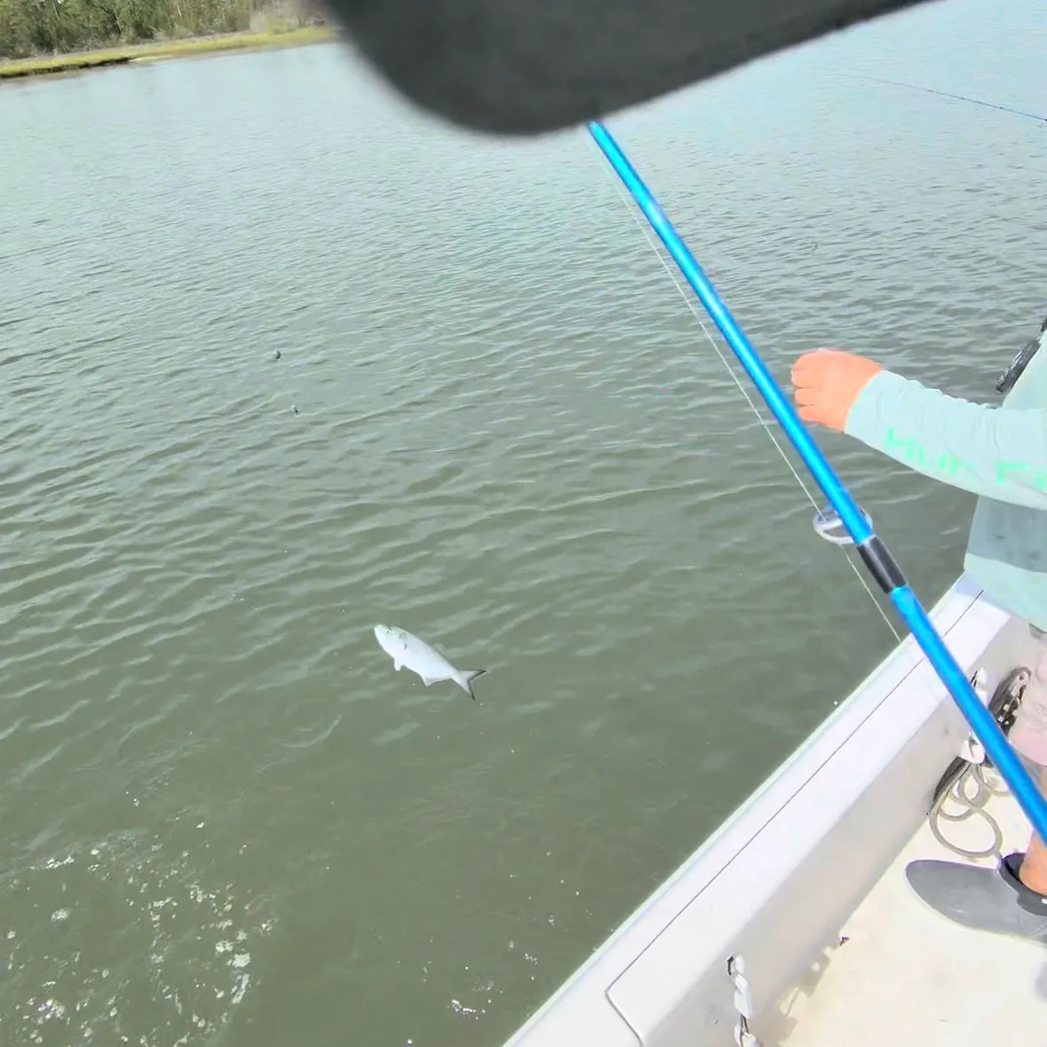 Bluefish caught on Fishbrain