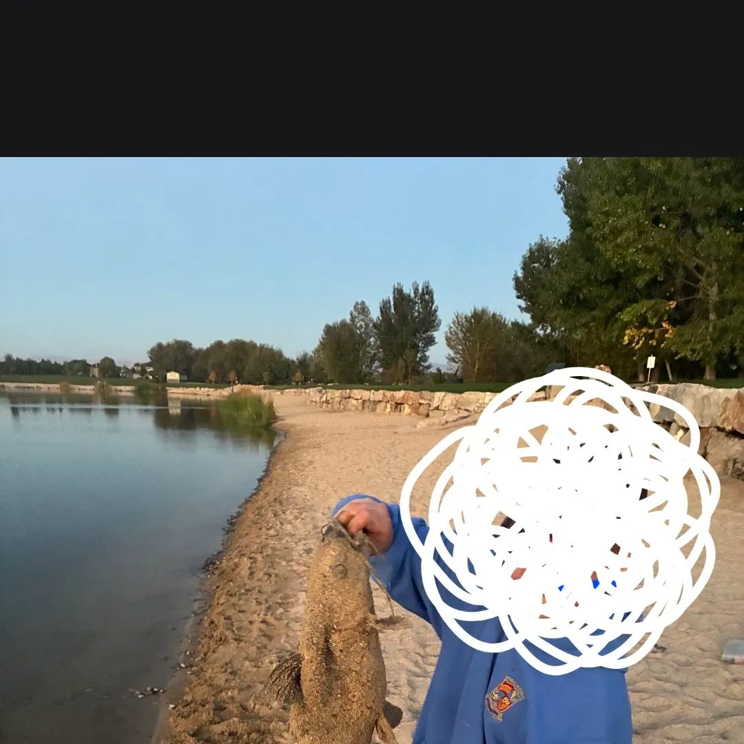 Channel catfish caught on Fishbrain