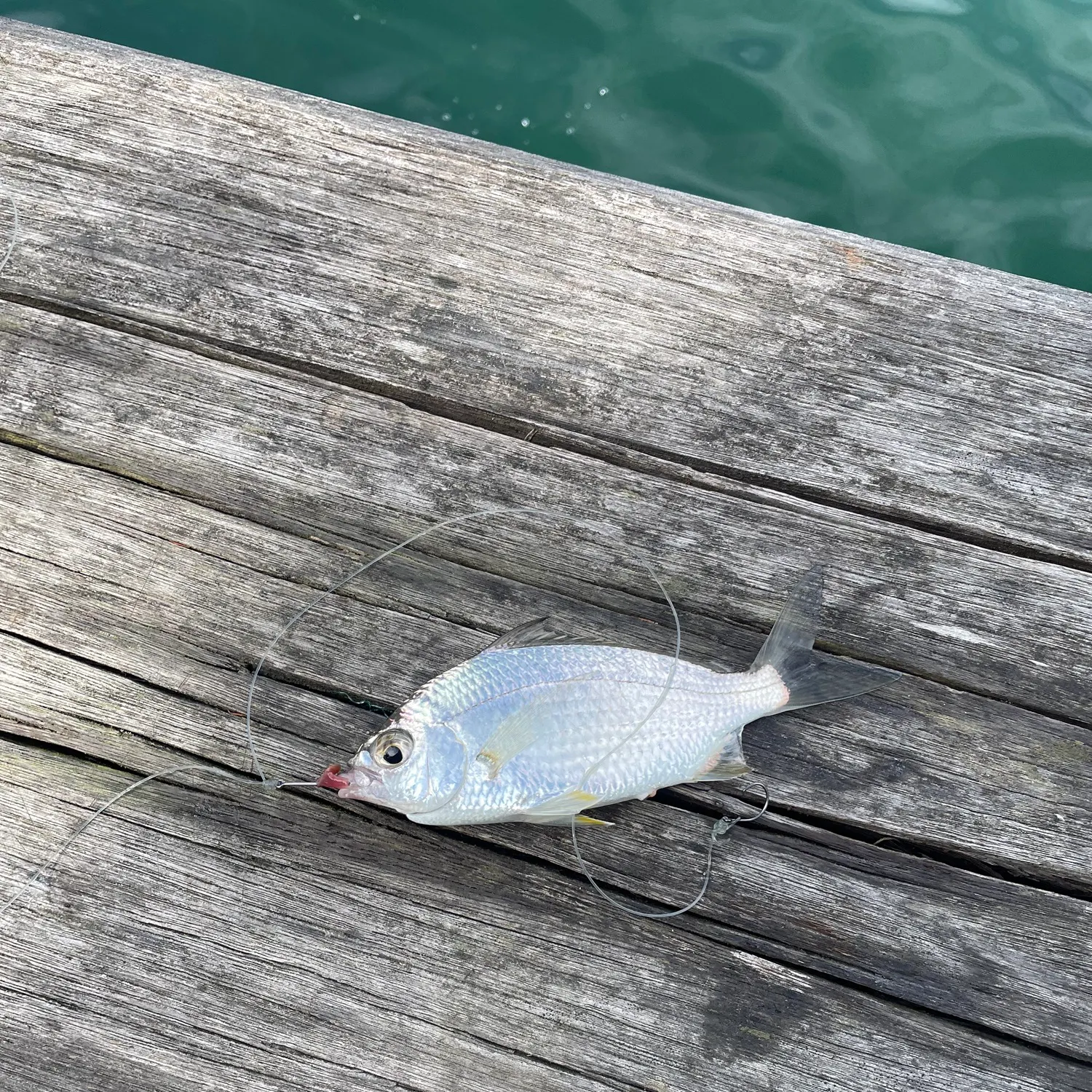 The most recent Common silver belly catches on Fishbrain