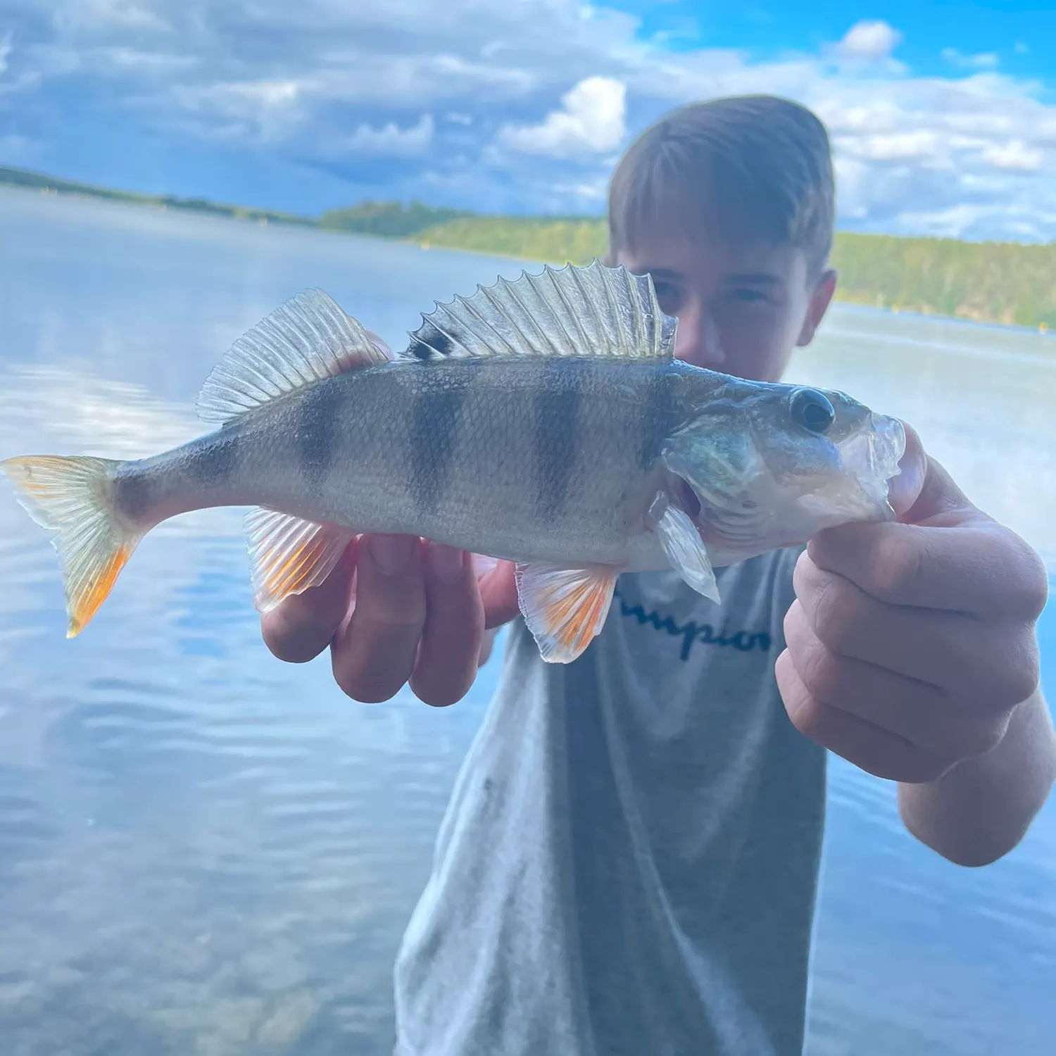 European perch caught on Fishbrain