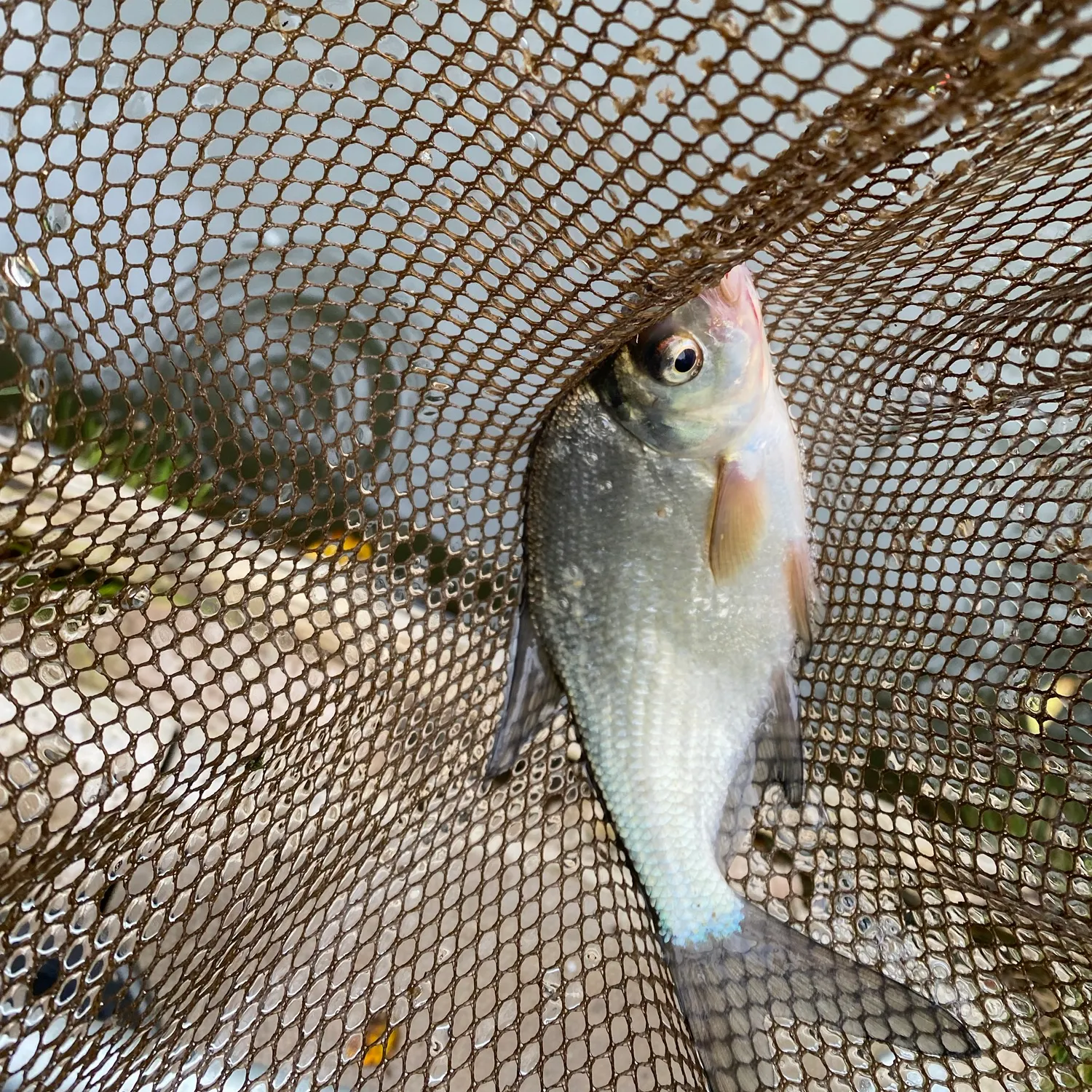 The most recent White bream catches on Fishbrain