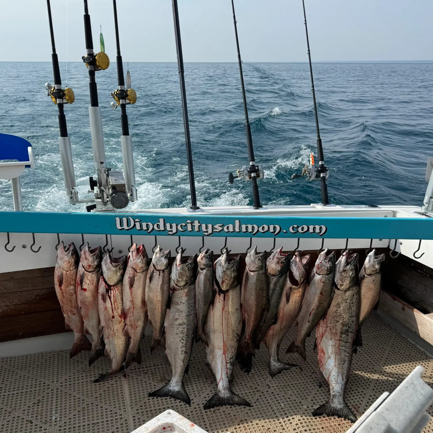 The most recent Chinook salmon catches on Fishbrain