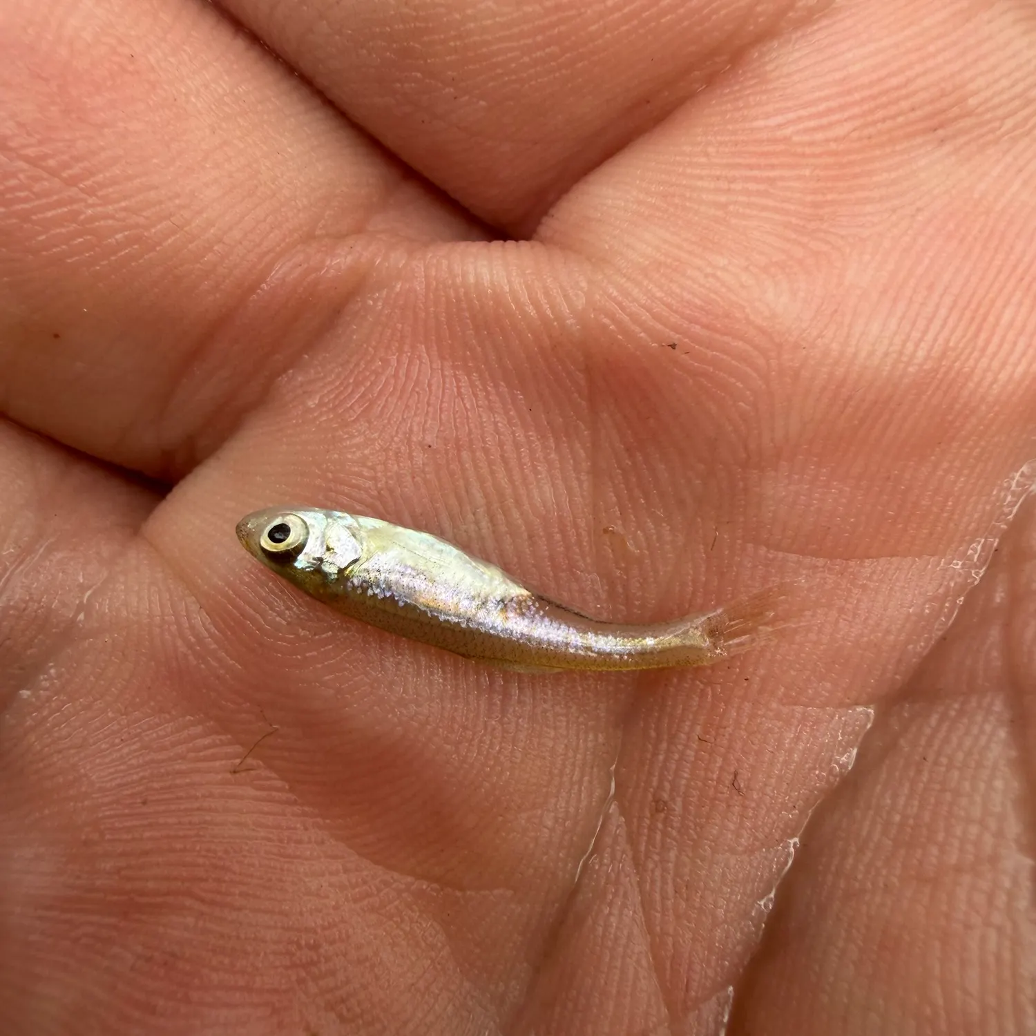 The most recent Inland silverside catches on Fishbrain