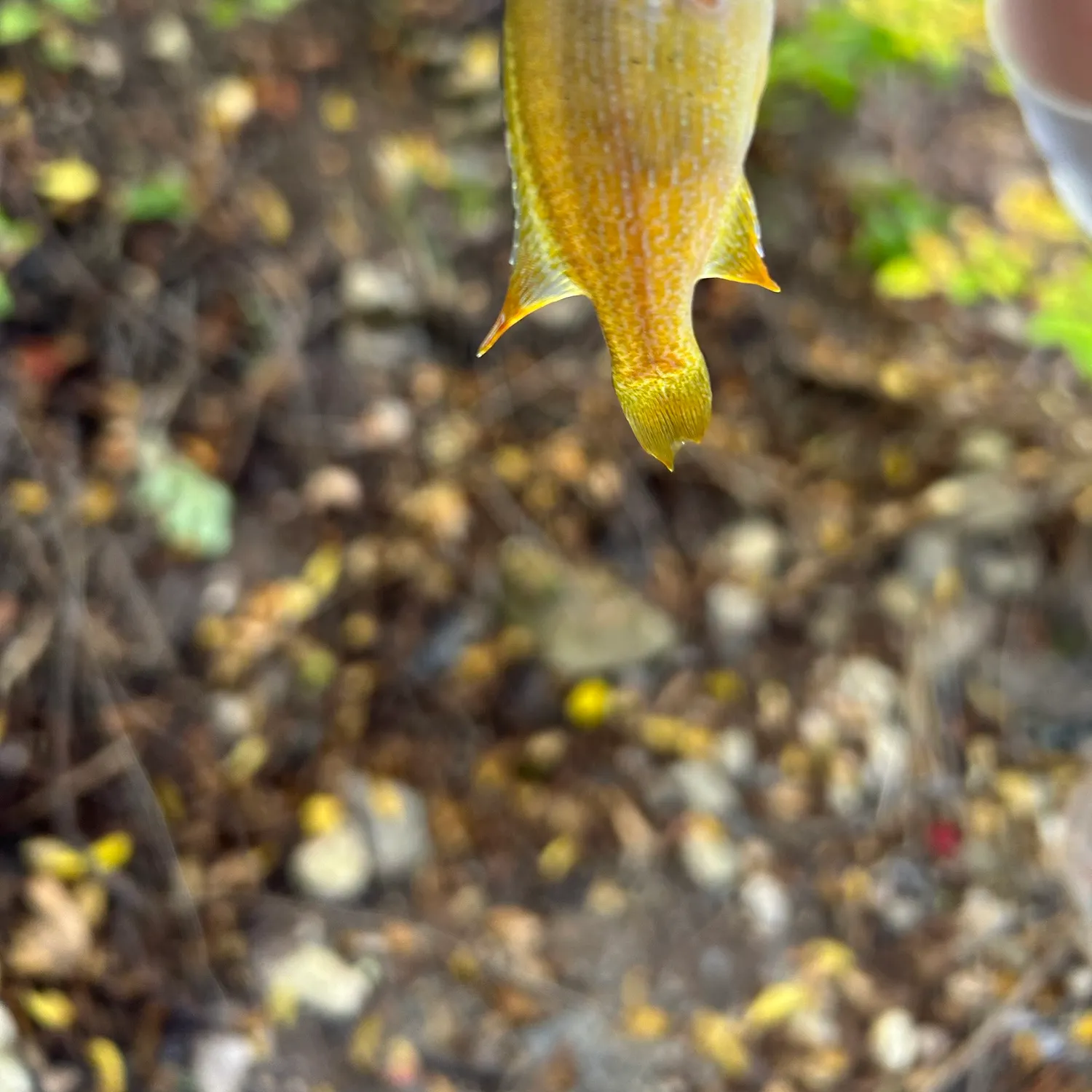 Green sunfish caught on Fishbrain