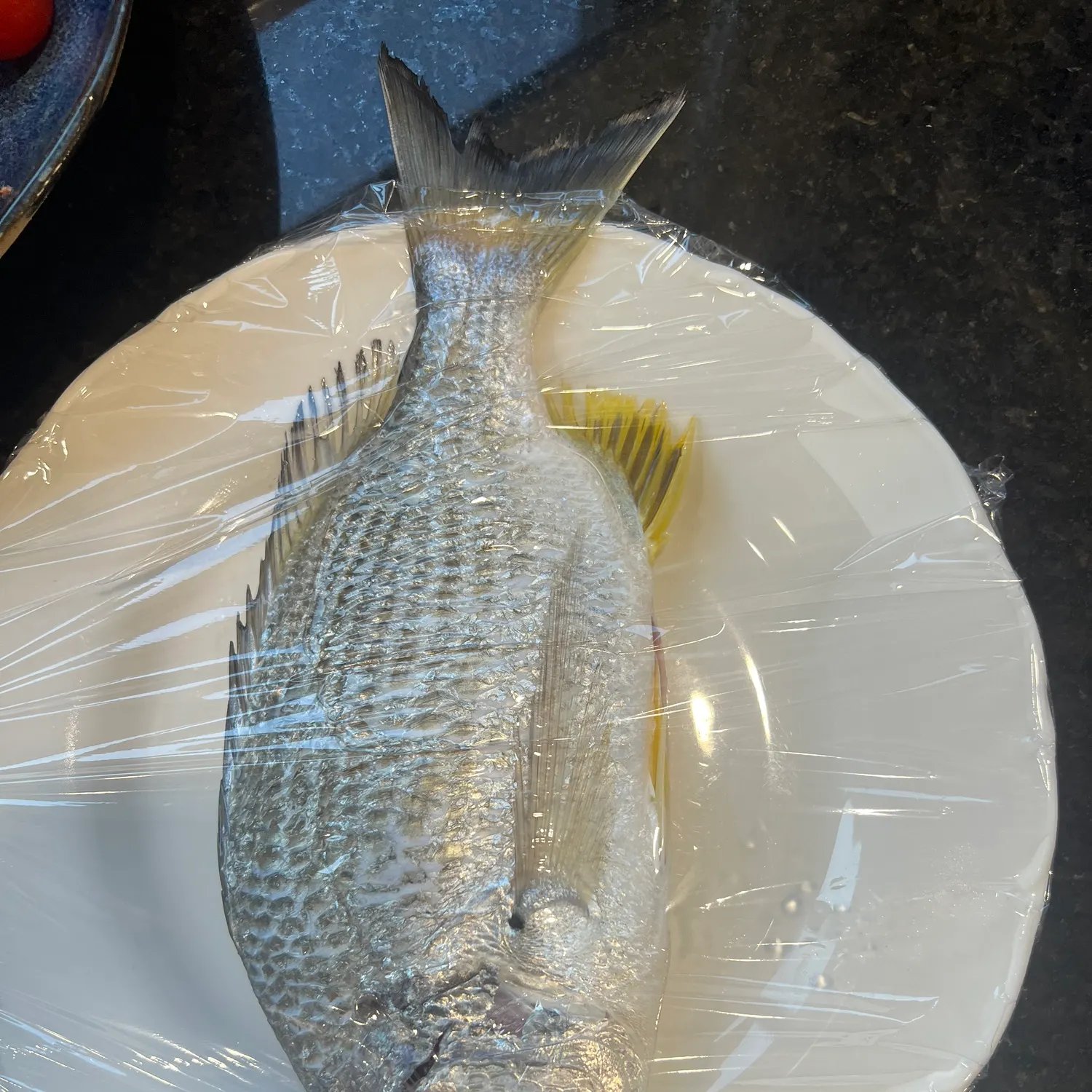 Surf bream caught on Fishbrain