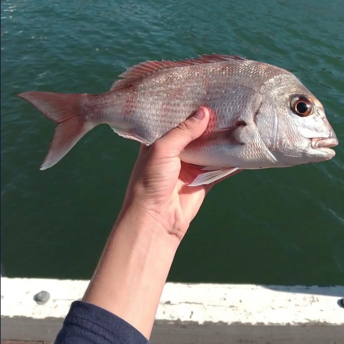 Australasian snapper caught on Fishbrain
