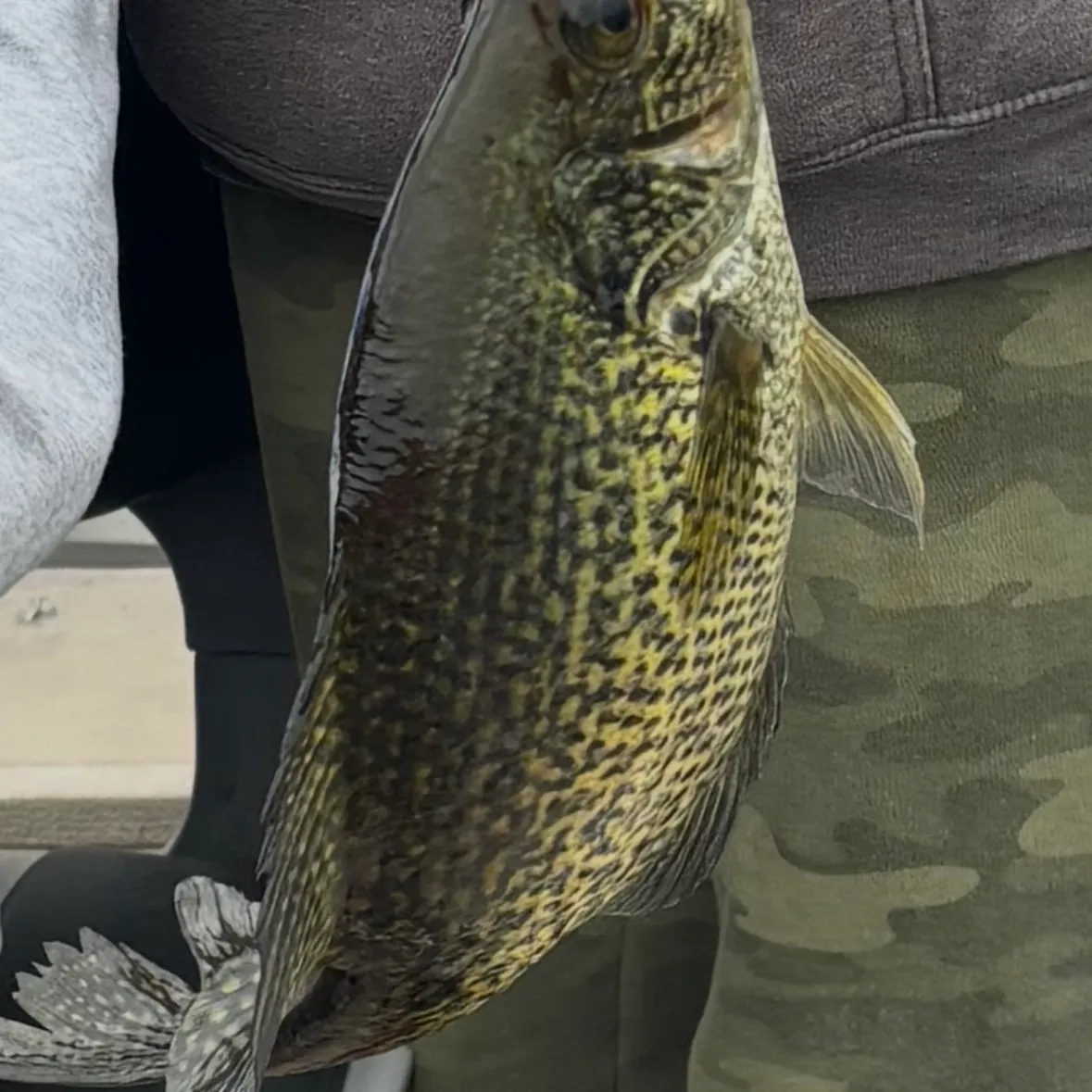Black crappie caught on Fishbrain