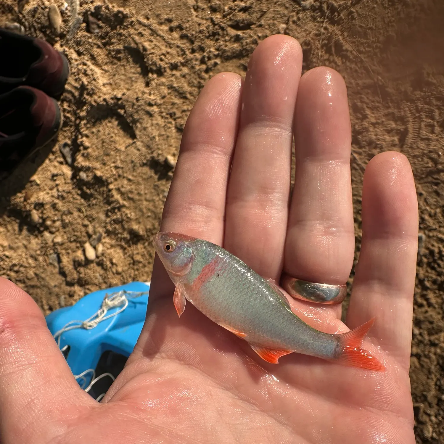 The most recent Red shiner catches on Fishbrain