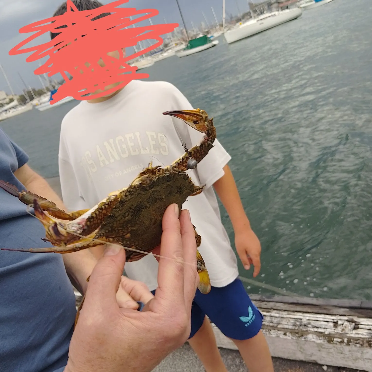 The most recent Blue swimmer crab catches on Fishbrain