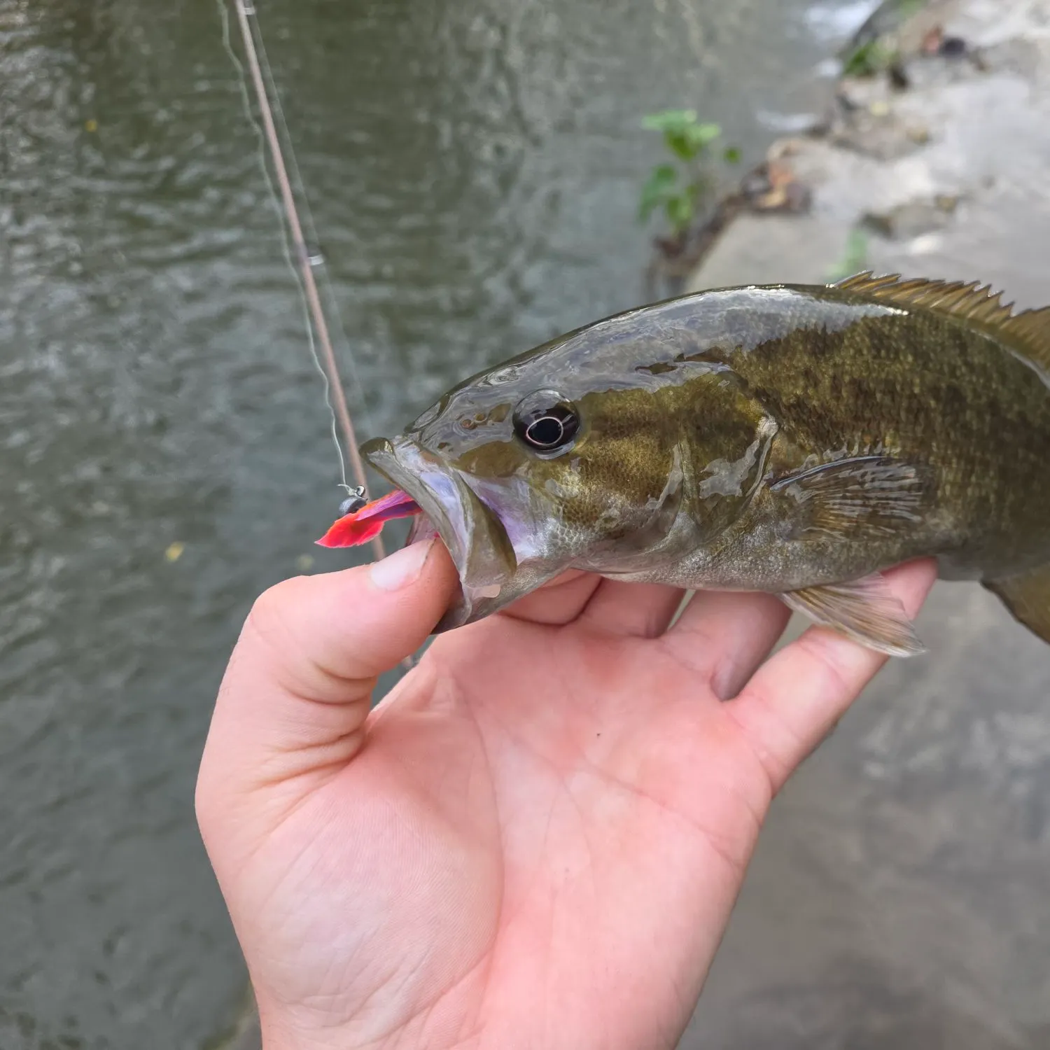 Smallmouth bass caught on Fishbrain