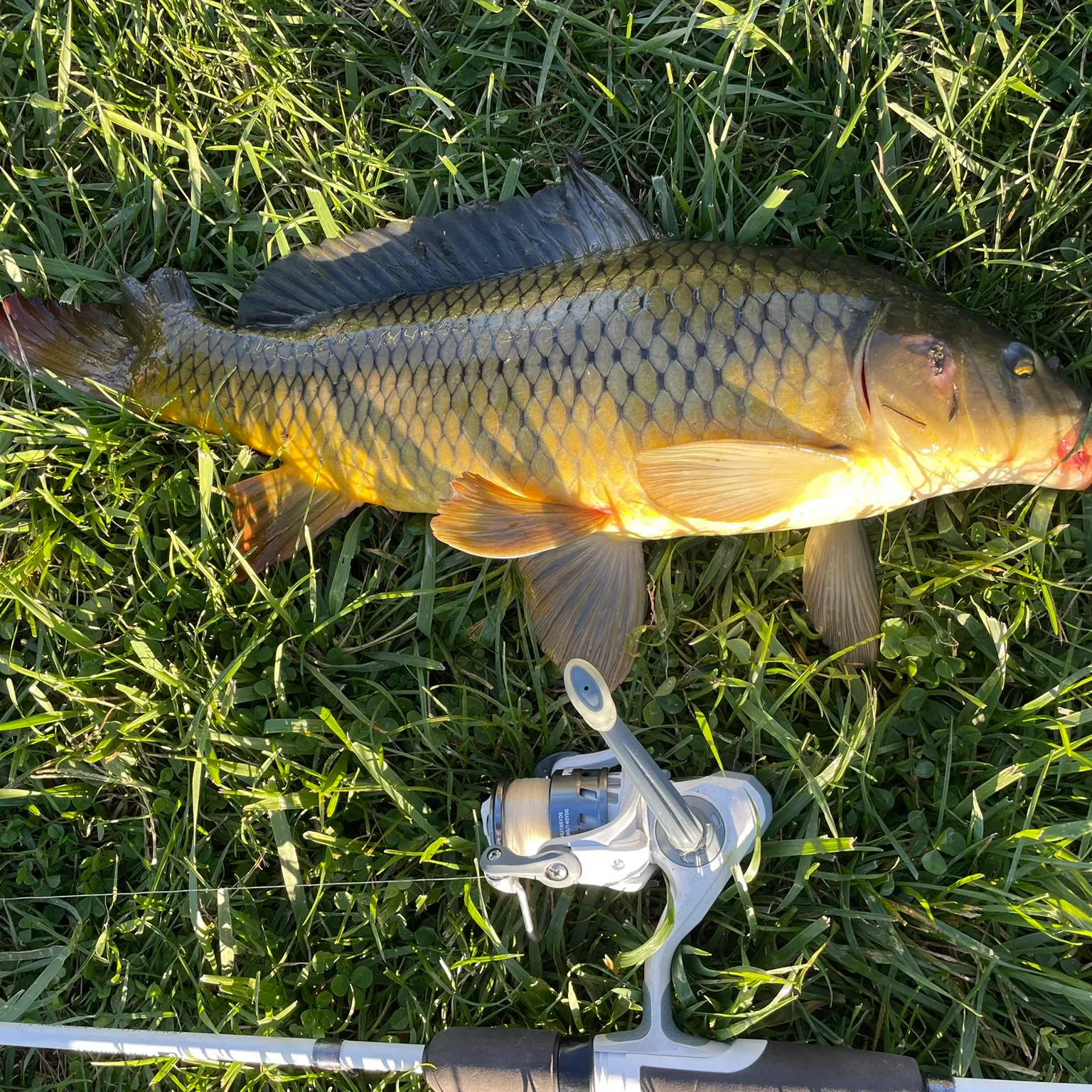 Common carp caught on Fishbrain
