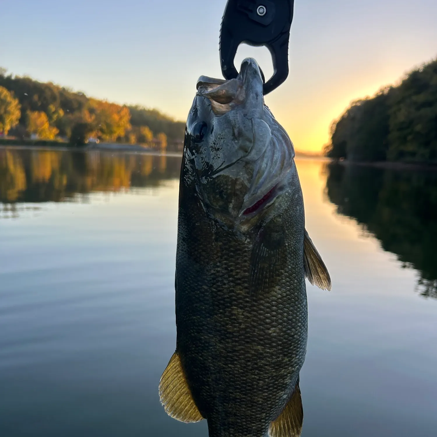 Smallmouth bass caught on Fishbrain
