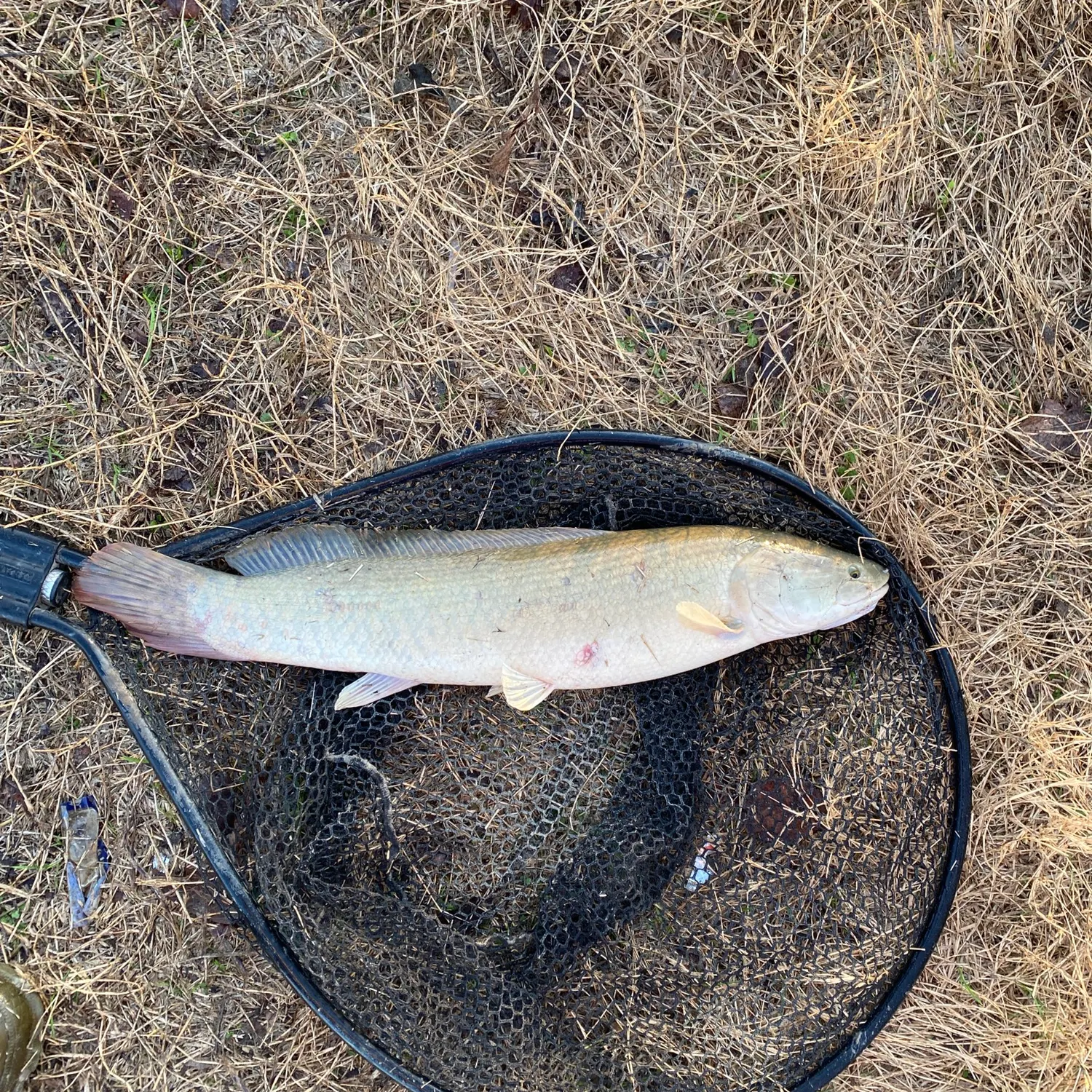 The most recent Eyetail bowfin catches on Fishbrain