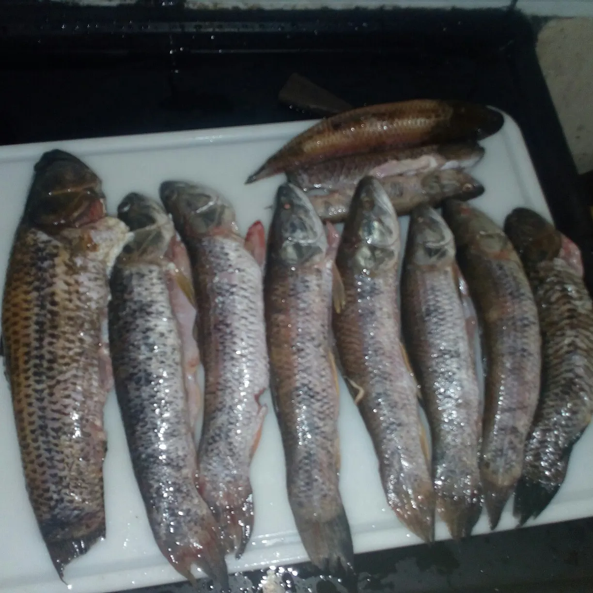 recently logged catches