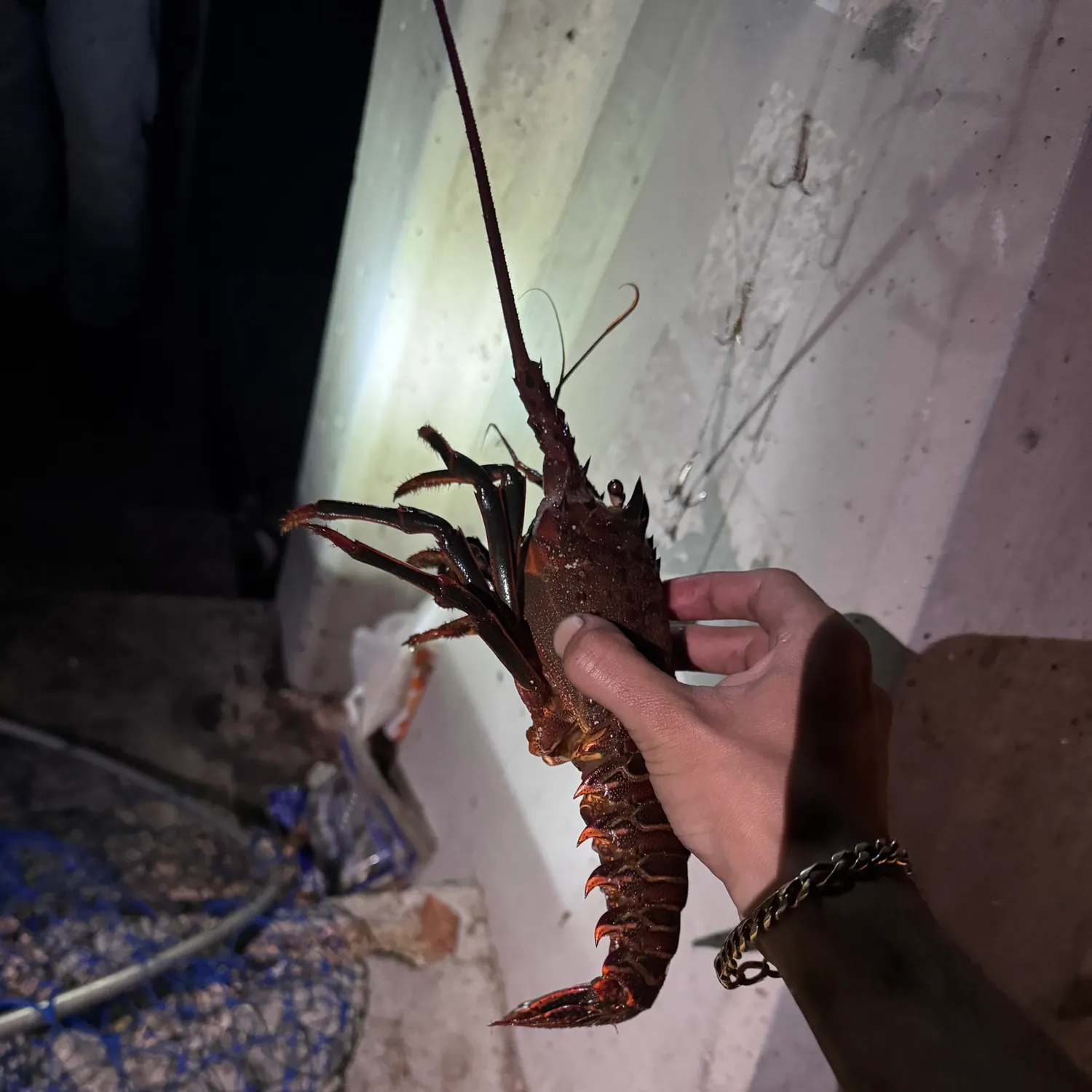 California spiny lobster caught on Fishbrain