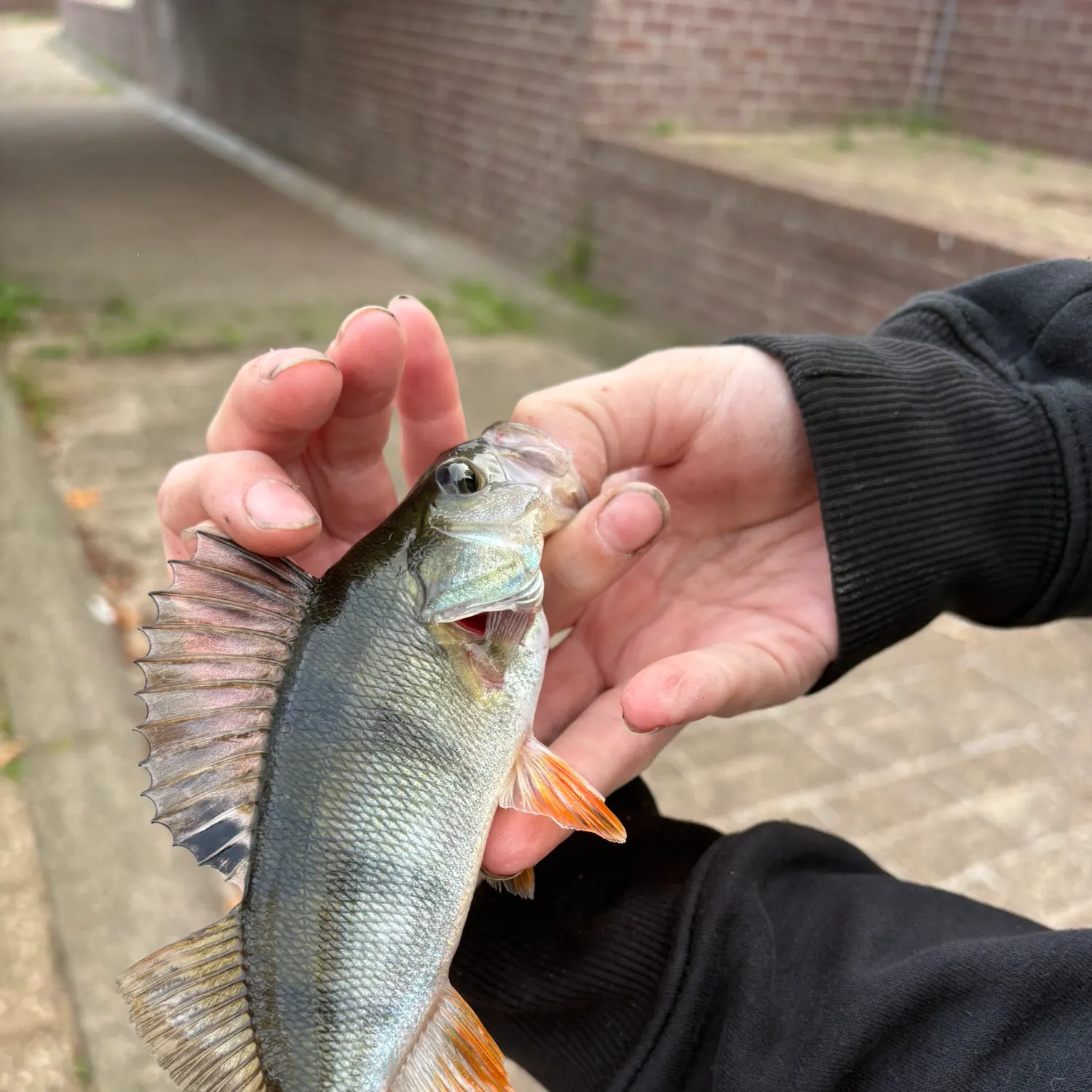 European perch caught on Fishbrain
