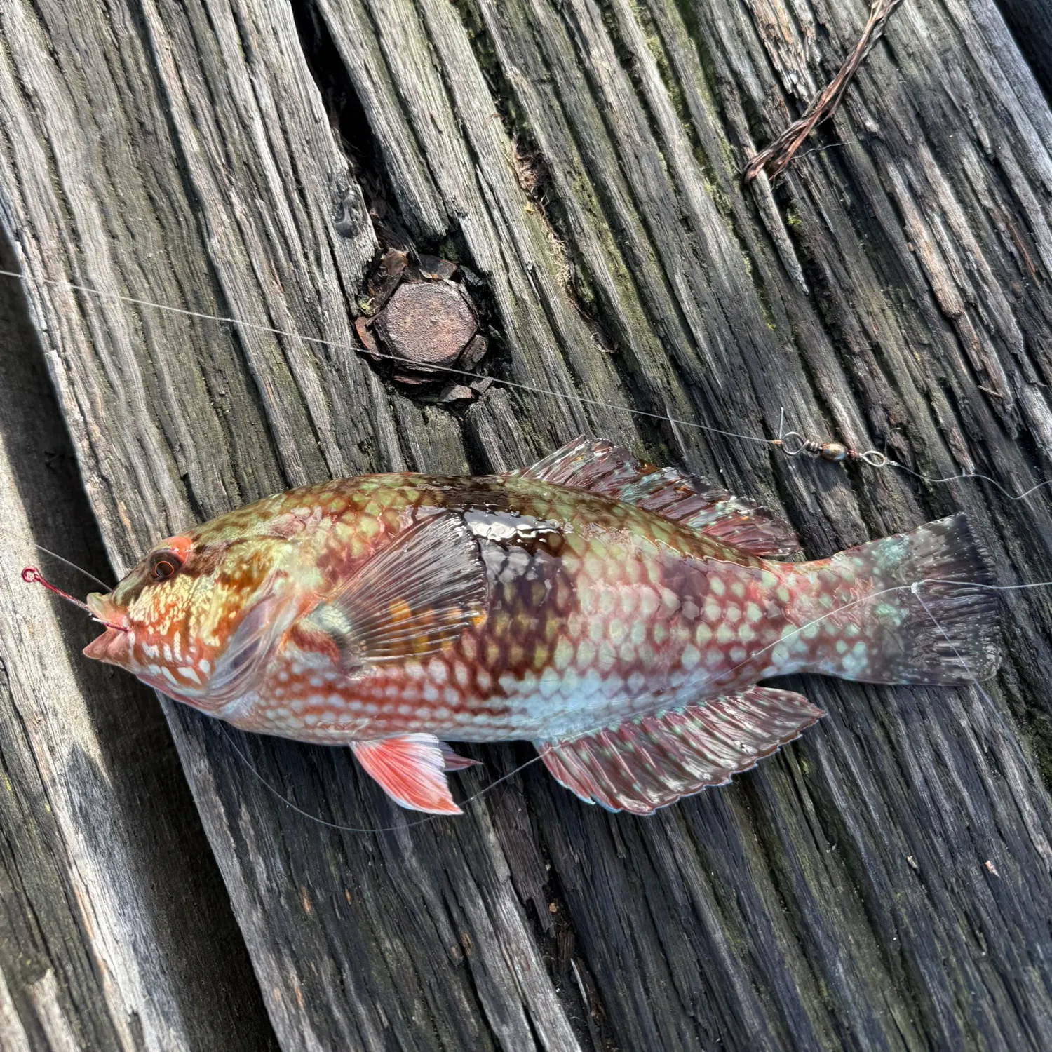 The most recent Blue-throated wrasse catches on Fishbrain
