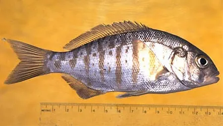 Barred surfperch