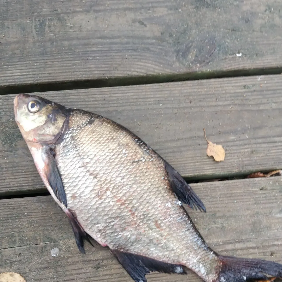Common bream caught on Fishbrain