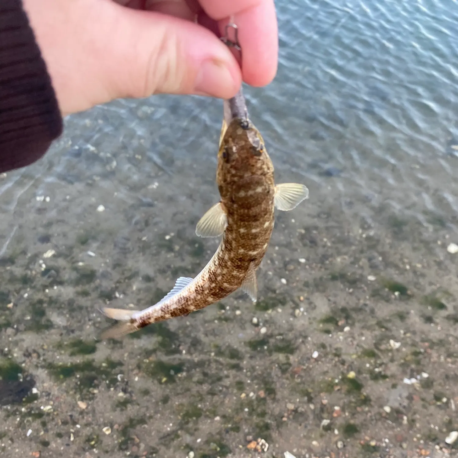 Inshore lizardfish caught on Fishbrain