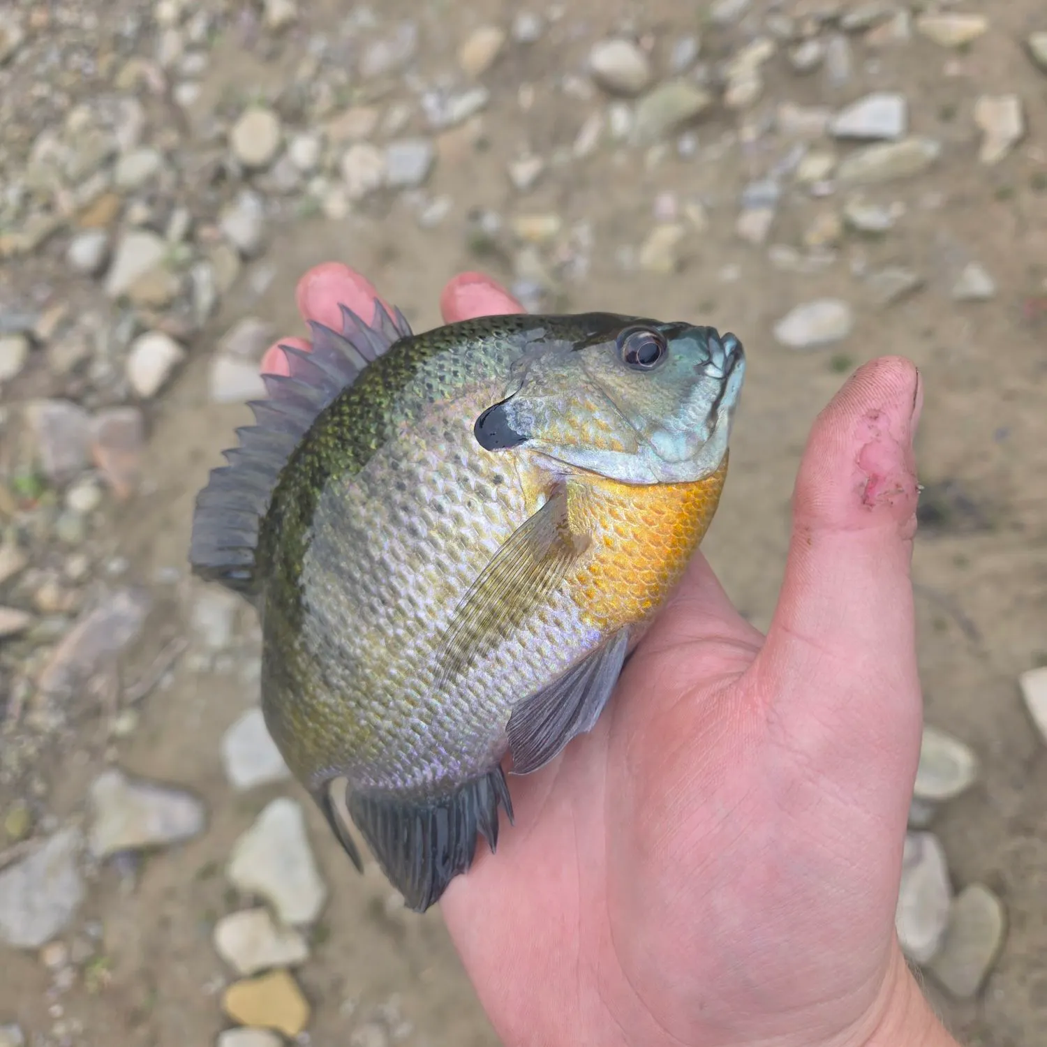 Bluegill caught on Fishbrain