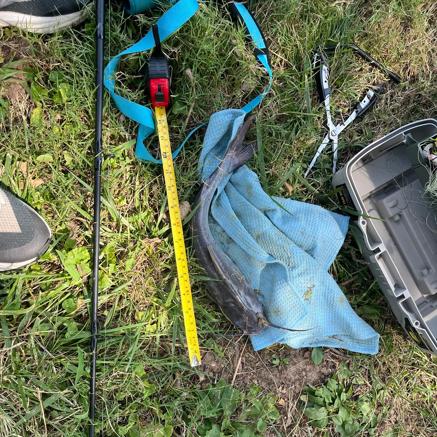 Channel catfish caught on Fishbrain