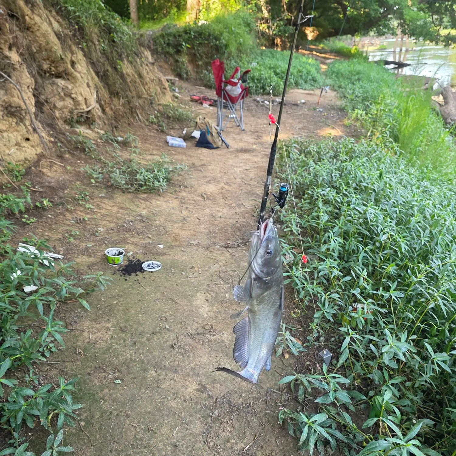 The most recent White bullhead catches on Fishbrain